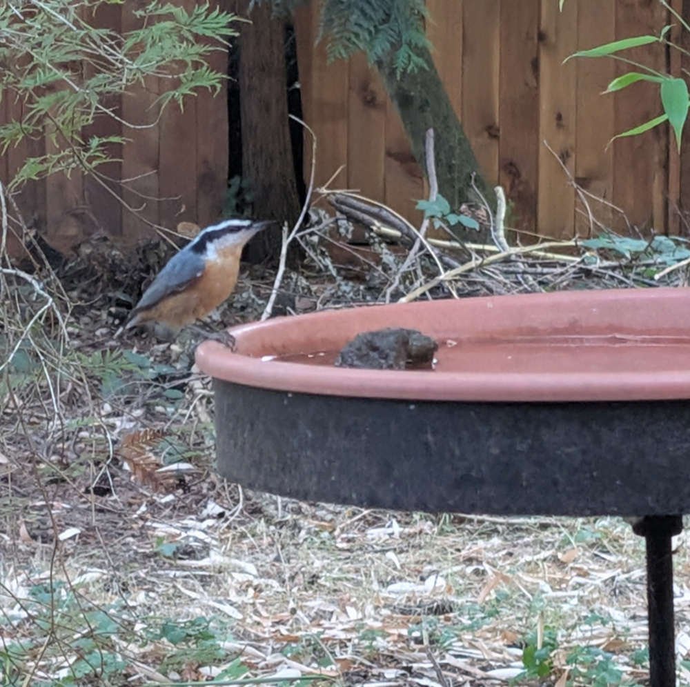 A bird is perched beside a red birdbath surrounded by grass and plants near a wooden fence.