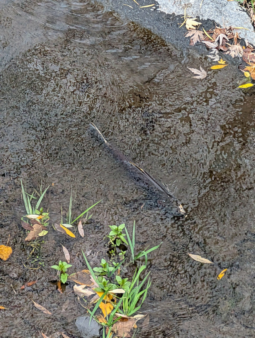 A fish is swimming in a shallow stream surrounded by a few leaves and vegetation.