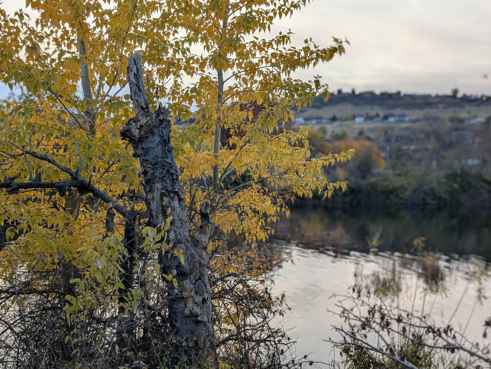 A tree with yellow leaves stands by a reflective body of water, with a distant hillside in the background.