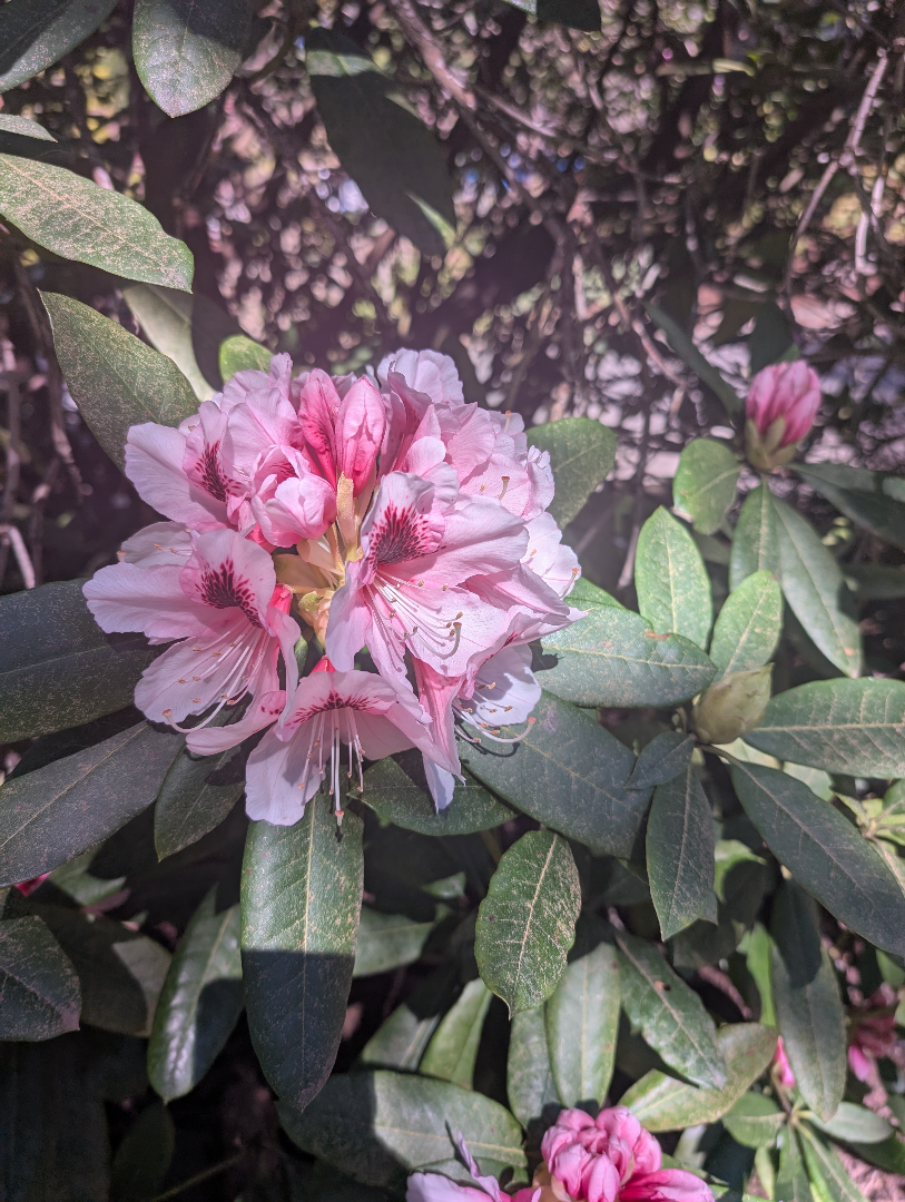 A lush cluster of pink and white rhododendron blooms is surrounded by dark green leaves in a garden setting.