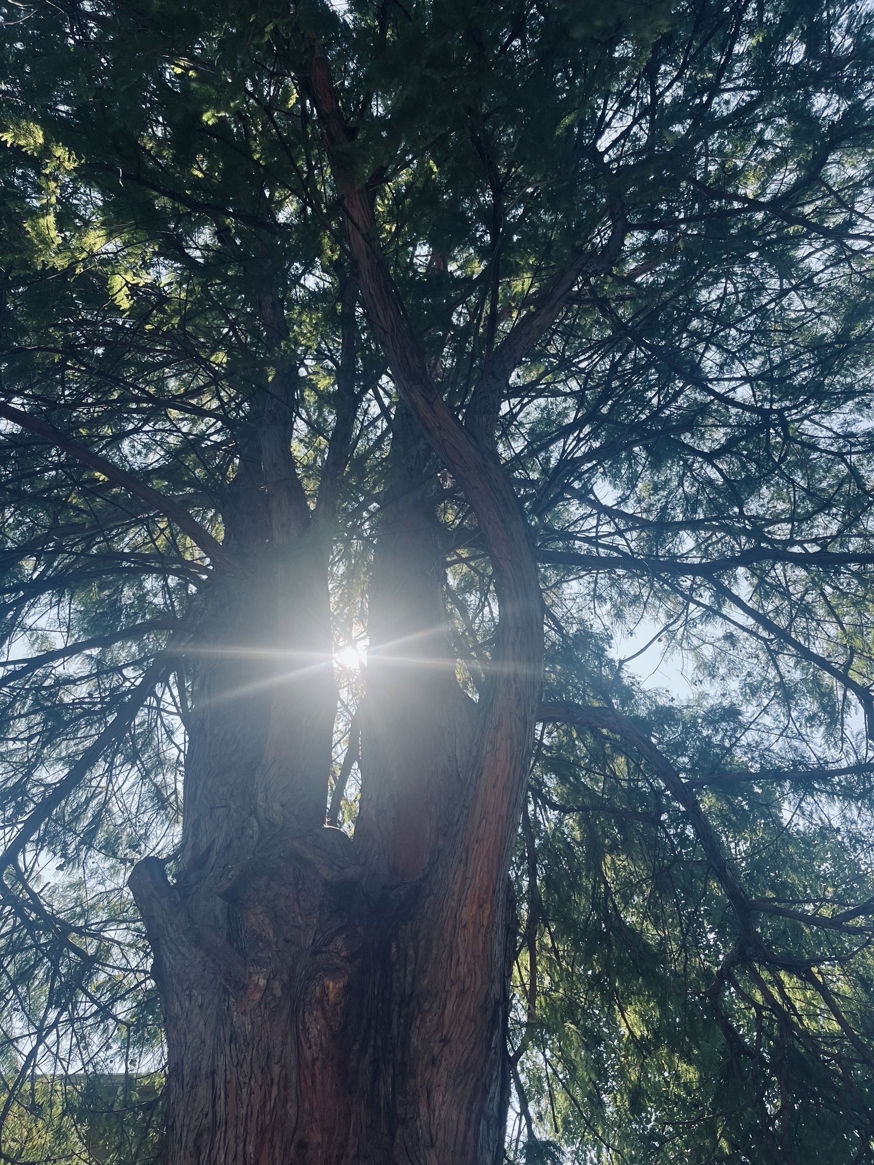 Looking up at a cedar tree with sun flare between the two main branches