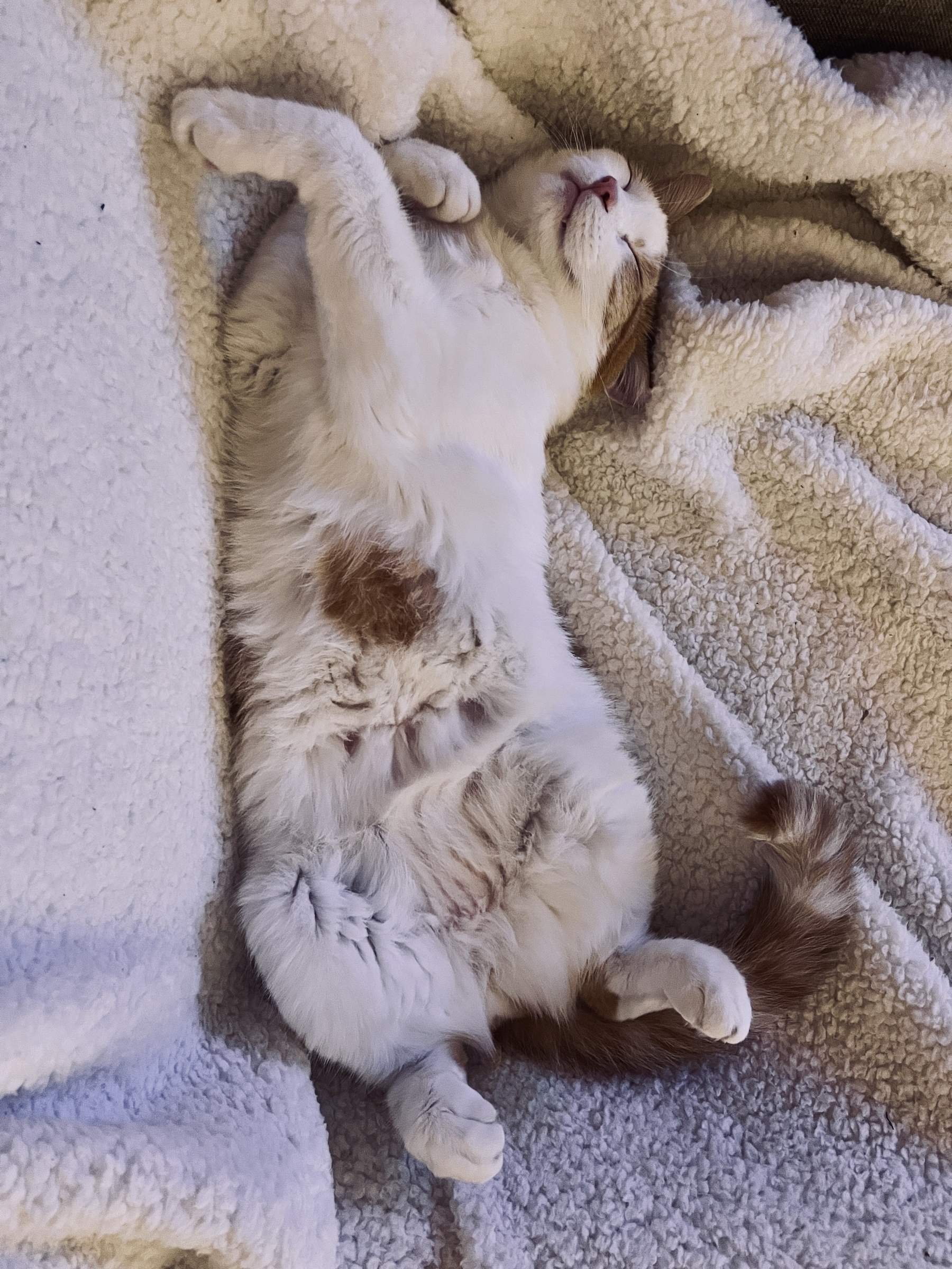 Orange and white cat sleeping on his back completely relaxed on a soft blanket