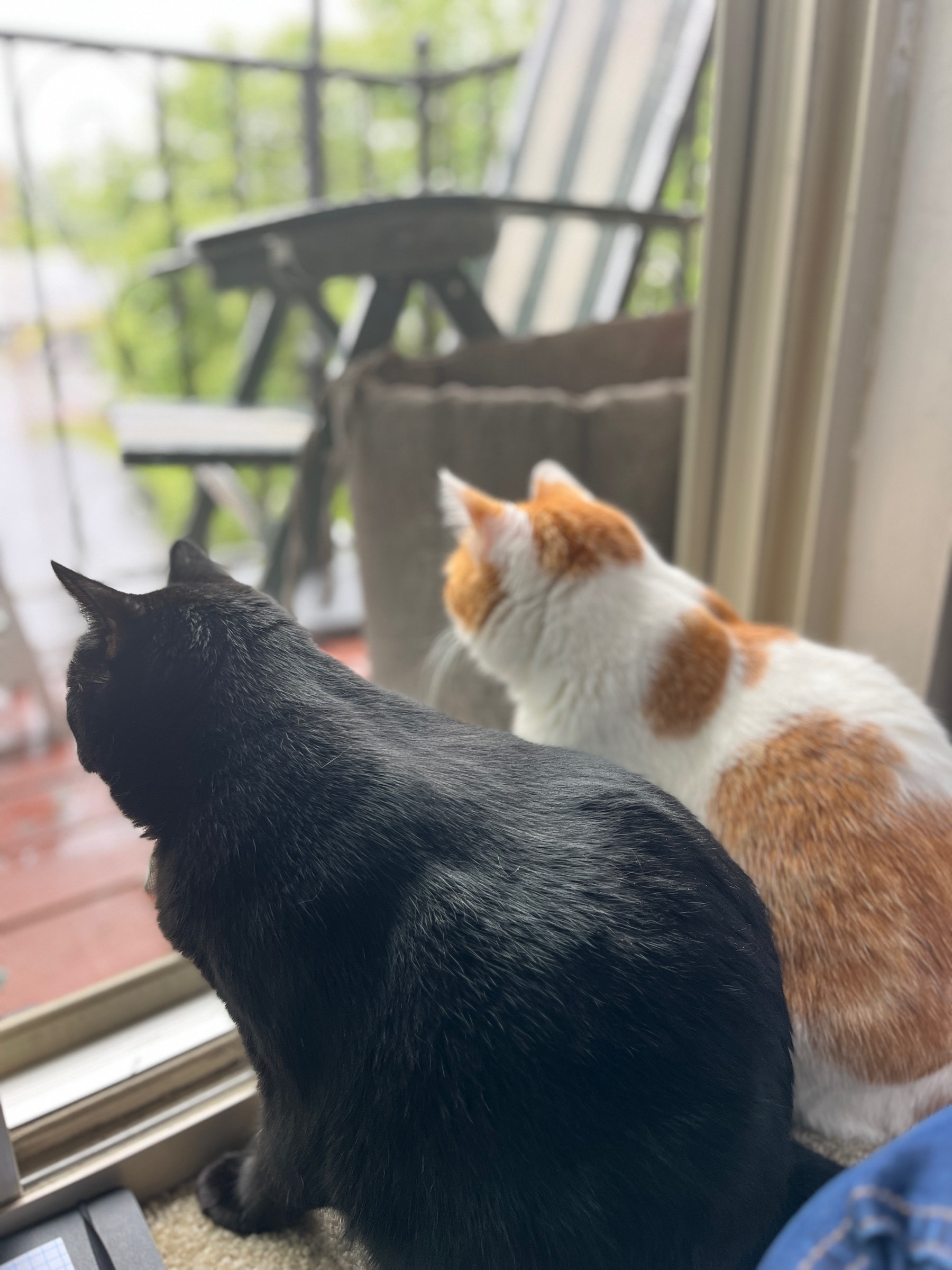 Two cats side by side staring out of a glass balcony door