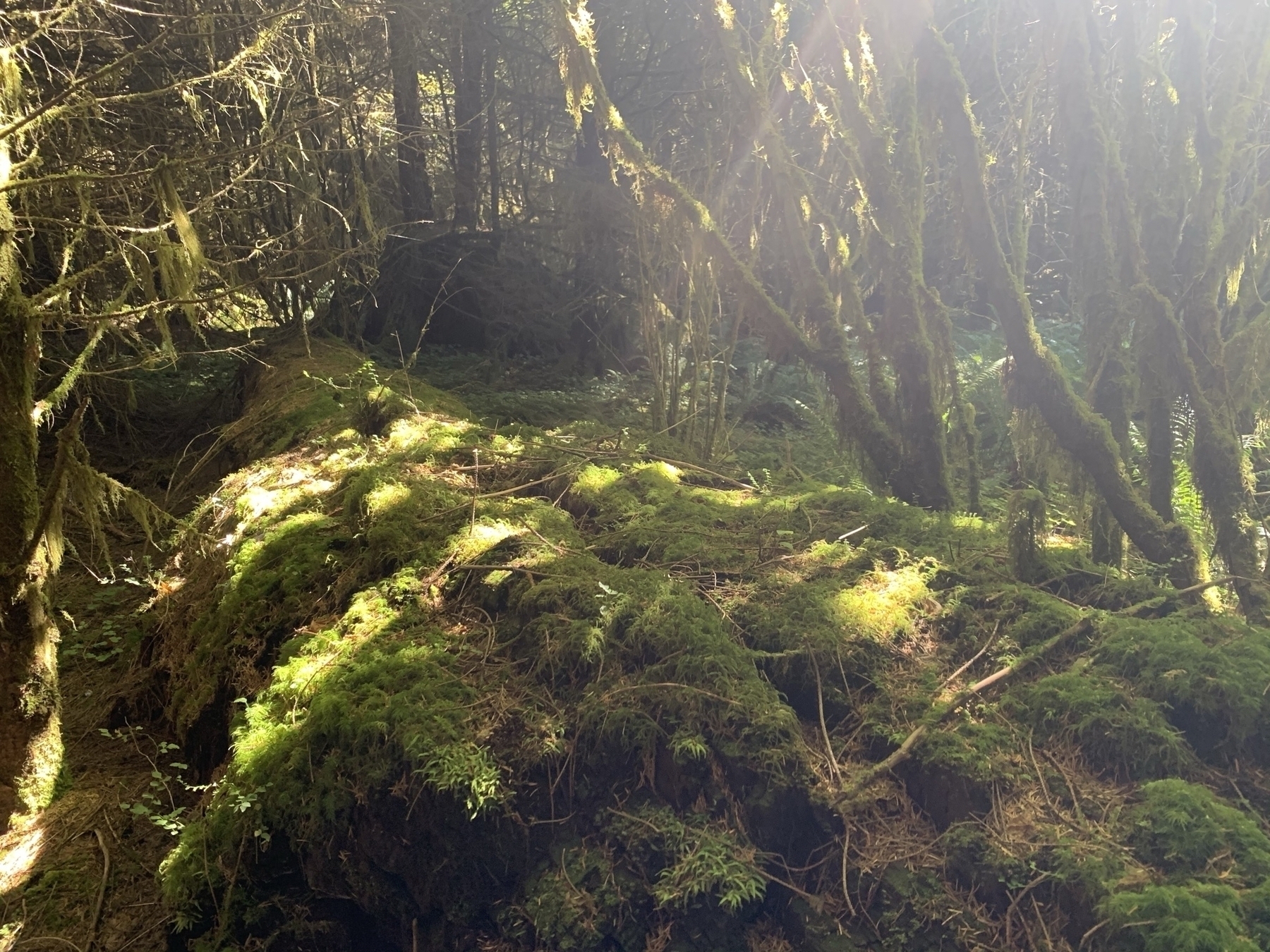 A moss-covered log with sunbeams filtering down through nearby trees