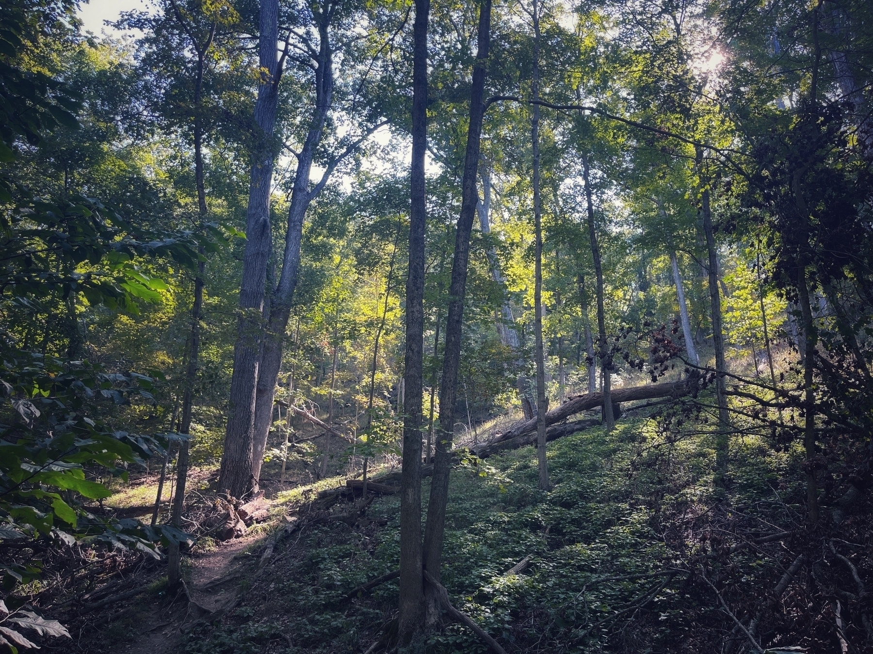 Sunlight hits the curve of a trail as it winds up a wooded hill