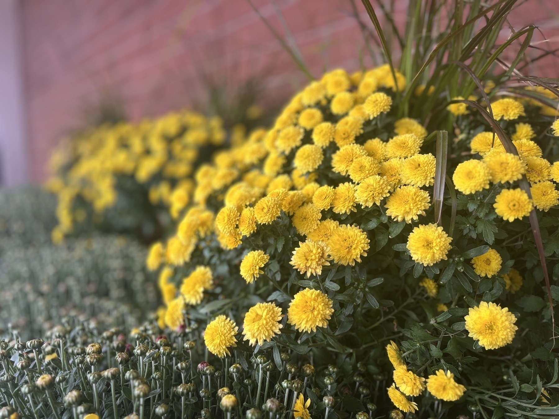 Yellow mums in a pot next to a brick wall