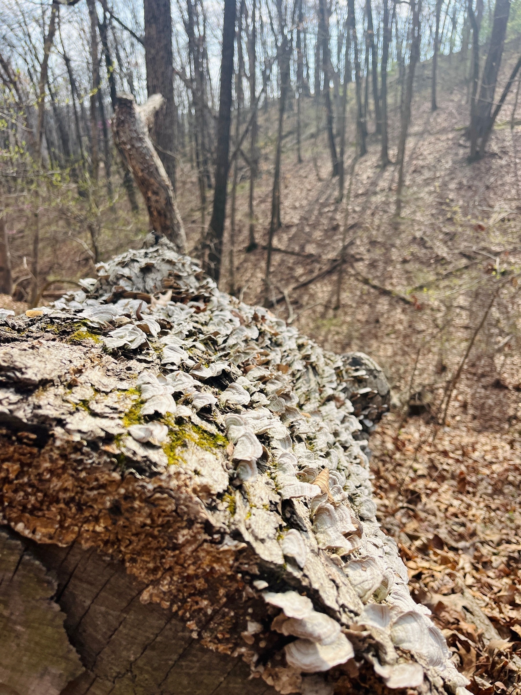 A closeup view of a fallen log covered in lichen