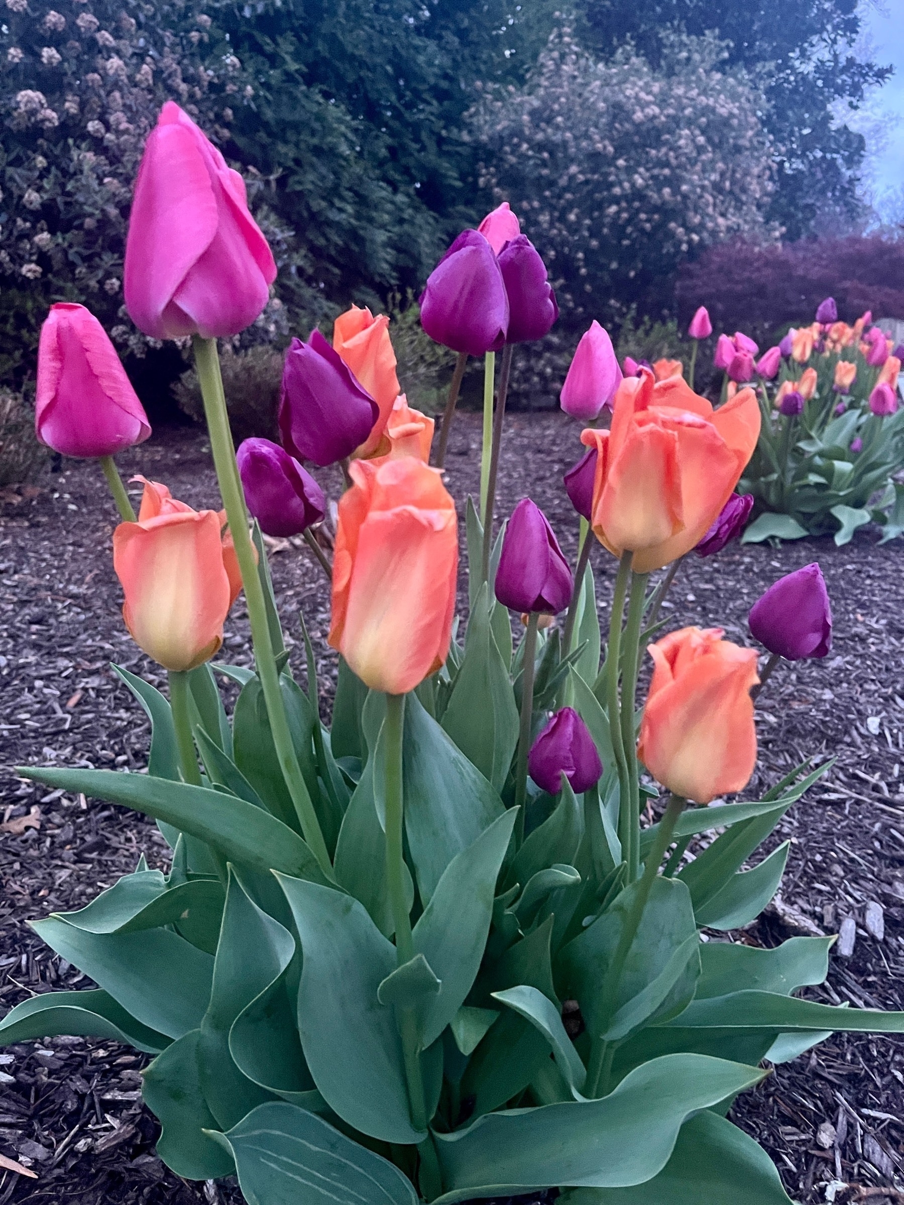 Colorful tulips -- peachy orange, deep pink, and violet -- growing in a clump.