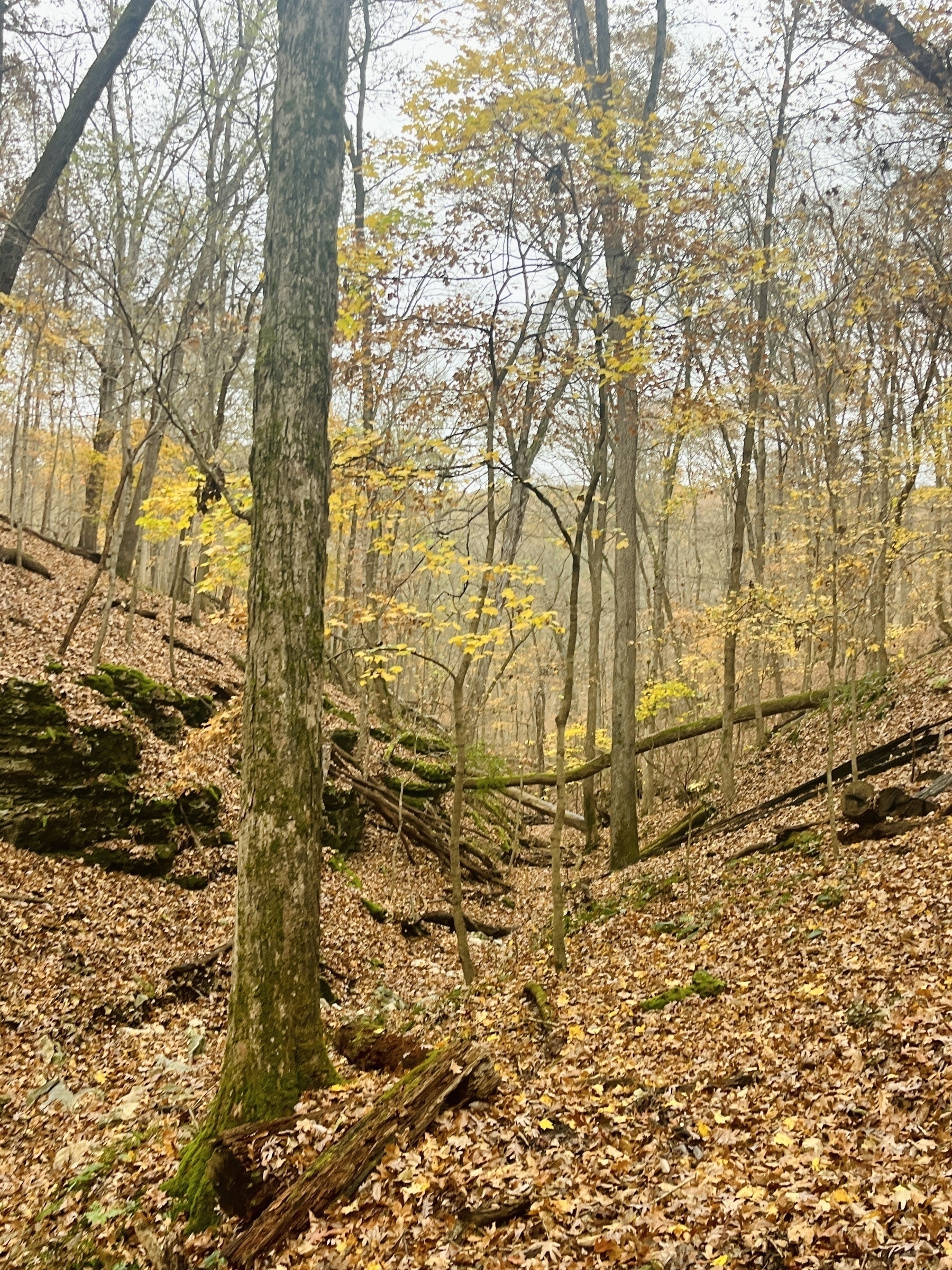 Brown leaves carpet the floor of a small valley running through the woods, with a moss covered bare tree trunk in the foreground and a ridge of rock on one side. A few trees have yellow leaves, the rest are bare.