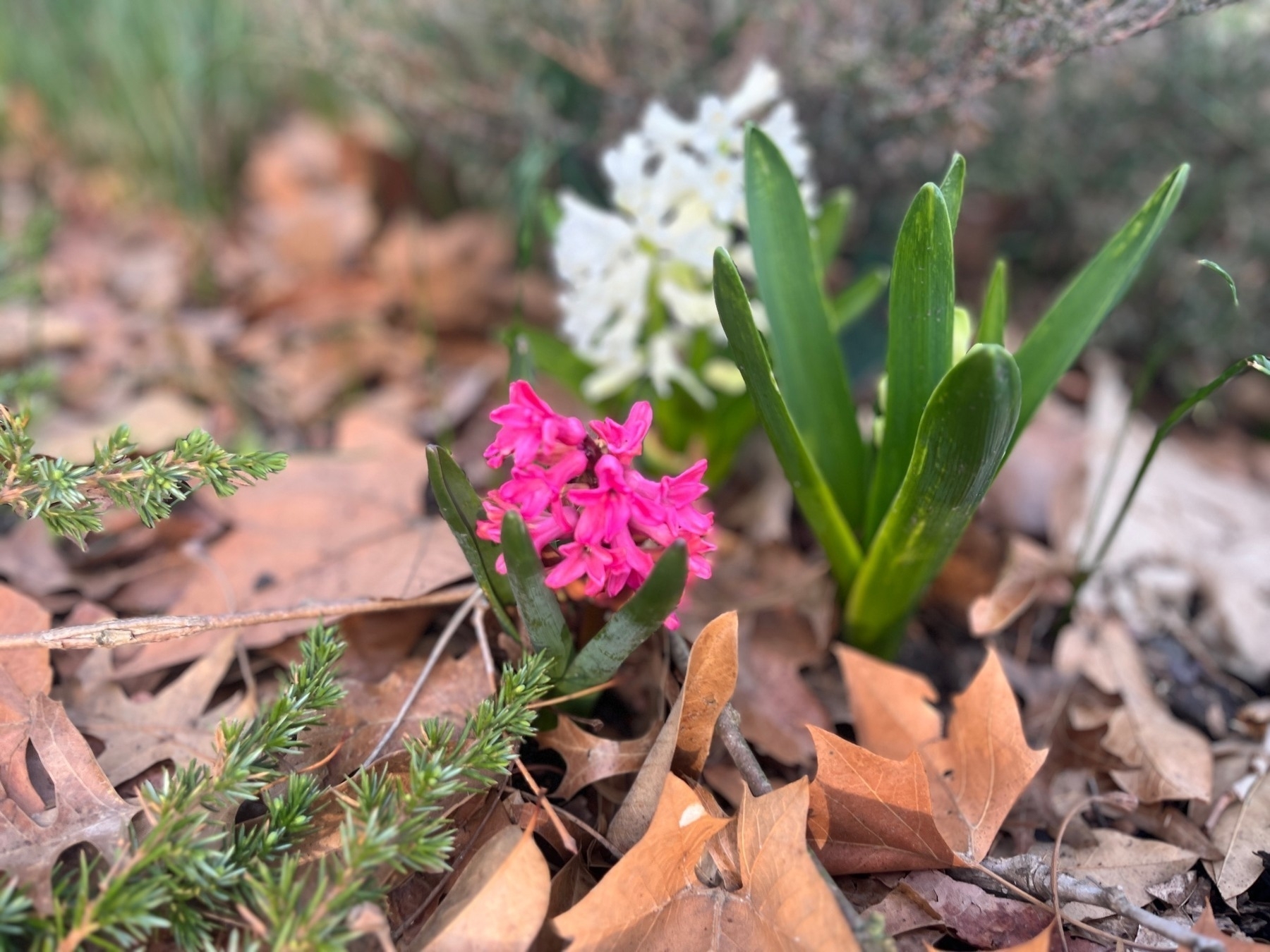 Hyacinths flowering - one small pink, one larger white, one green bud.
