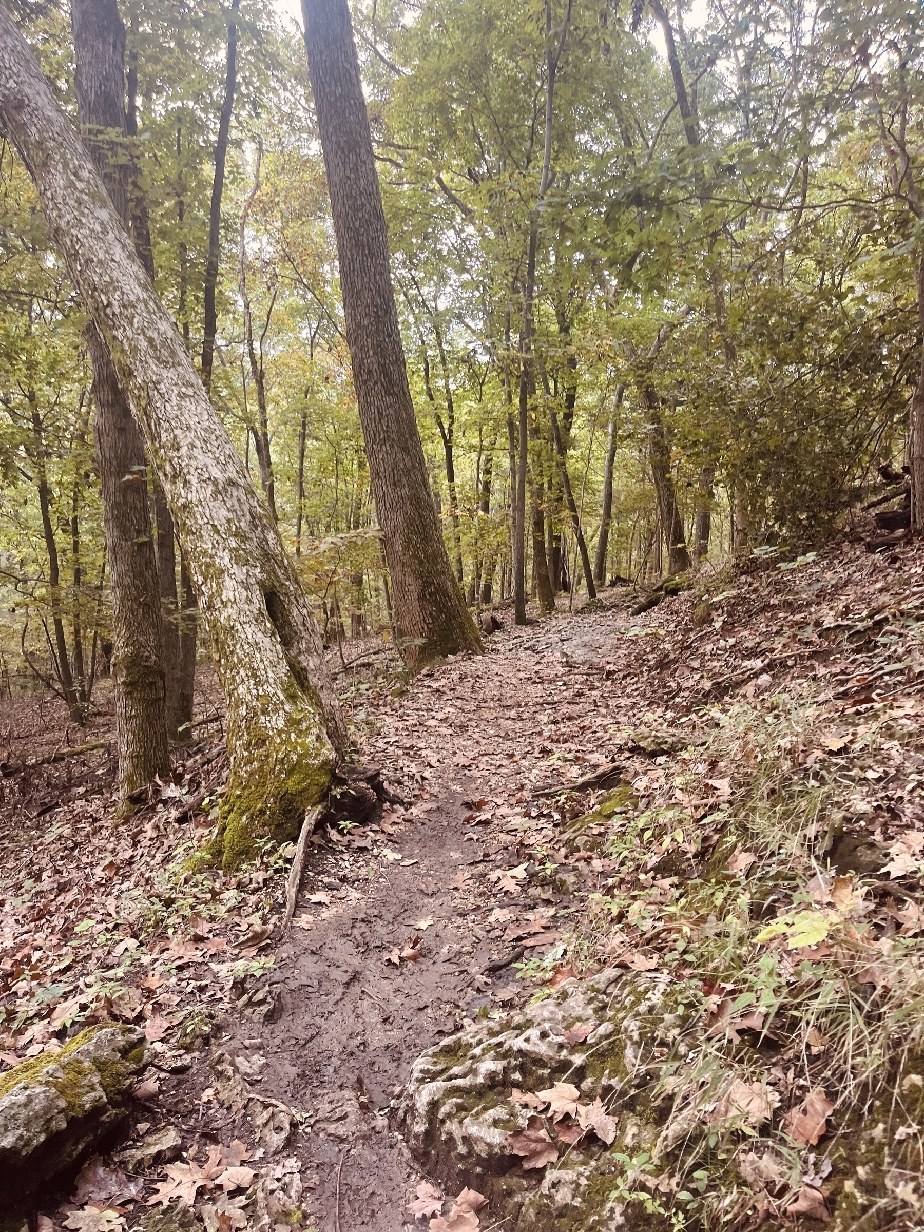 In the woods: a trail disappears around a curve. Mossy roots and leaves in the foreground.