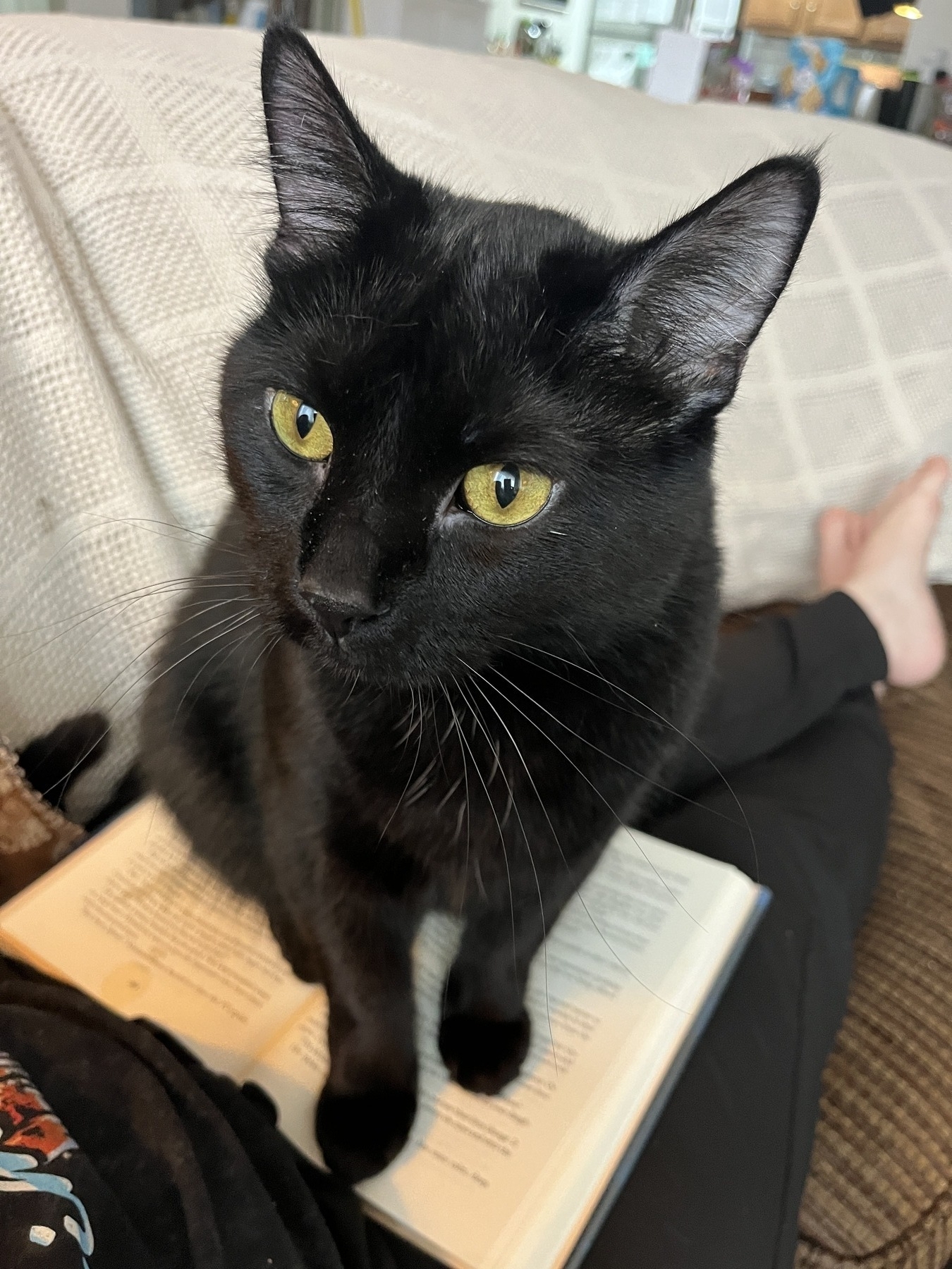 A black cat with green eyes is sitting on top of an open book. The book is on a woman’s outstretched legs. The woman is wearing black leggings and sitting on a brown couch. 