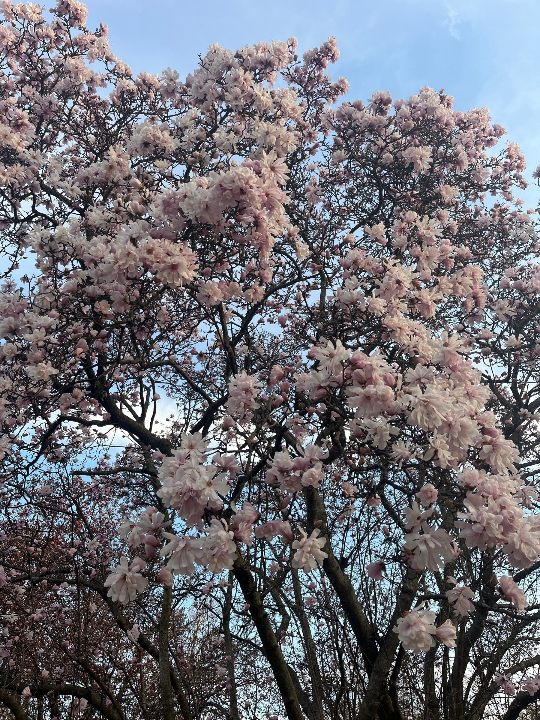 Flowering tree against blue sky background