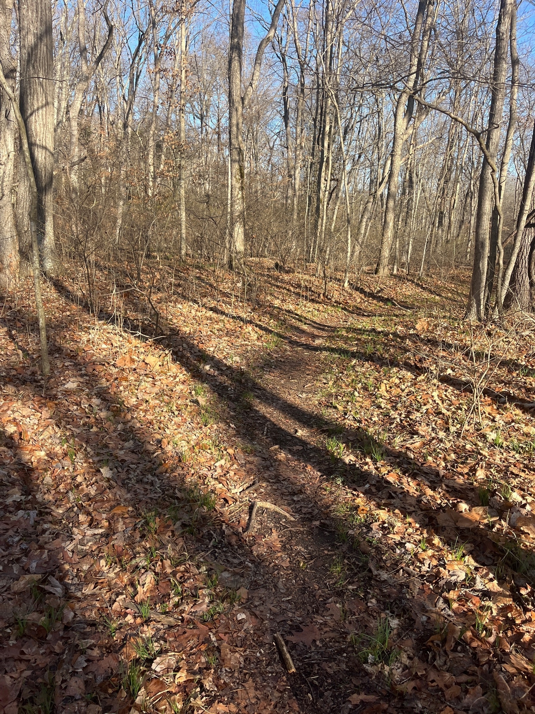 A leaf covered trail winds through the woods with shadows falling across and sprigs of grass starting to show 