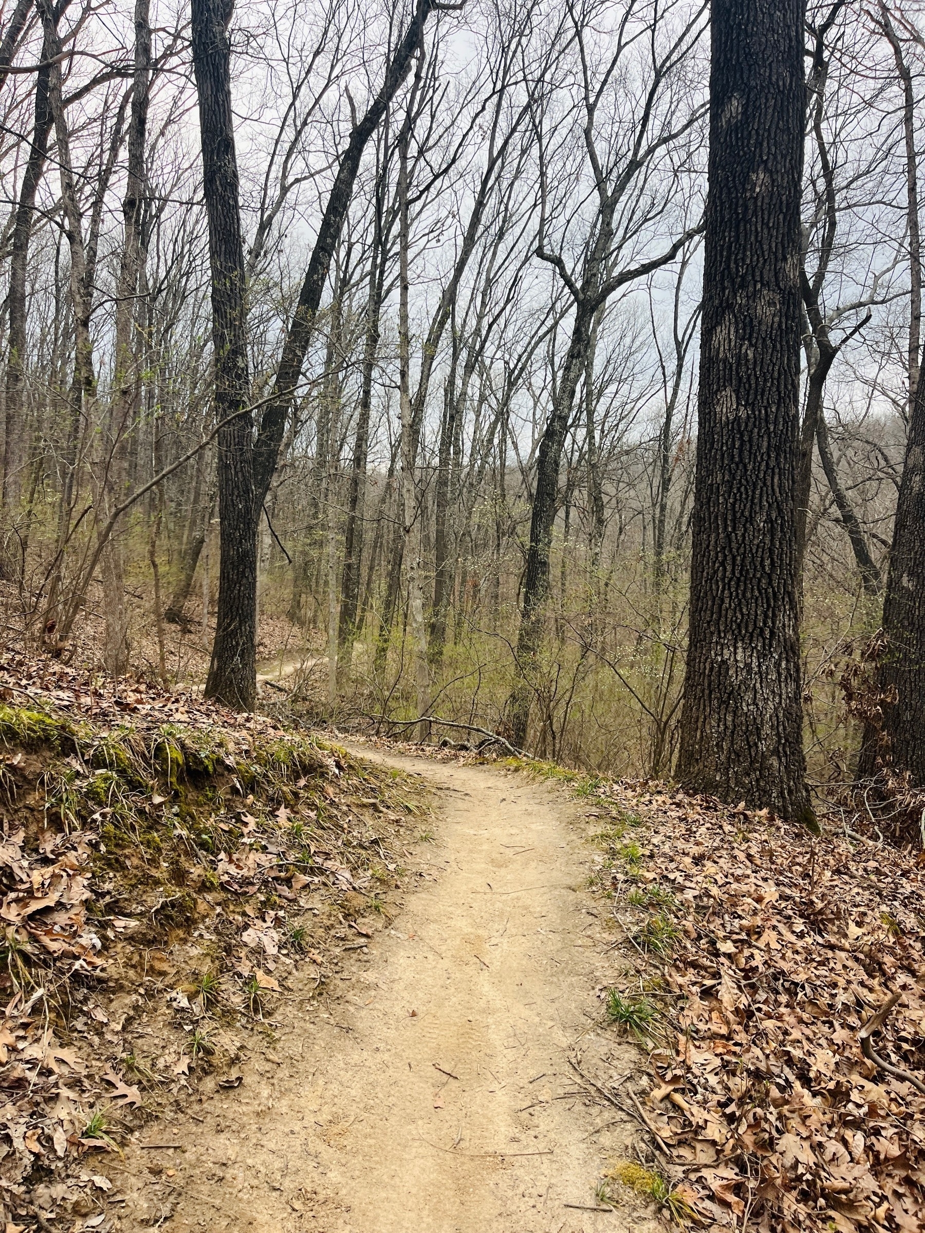 A dirt trail winds thru the woods, surrounded by deciduous trees with bare branches. A little spring grass grows