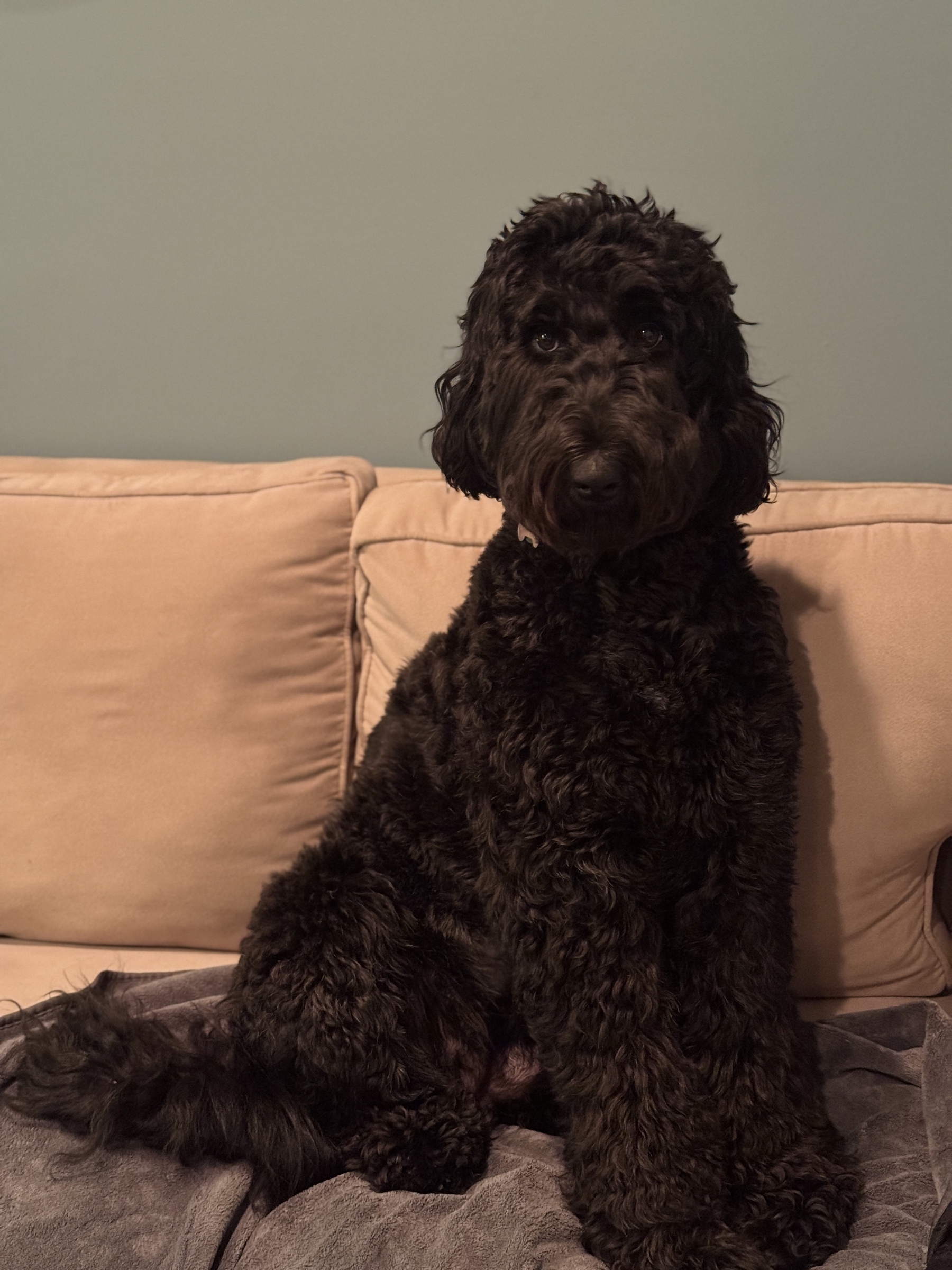 Olive the black Airedoodle posing on the couch.