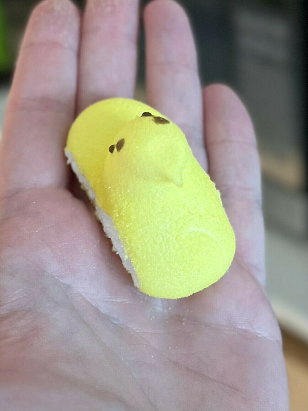 A peep (marshmallow bird thing for easter) with 4 eyes on the back of its head.