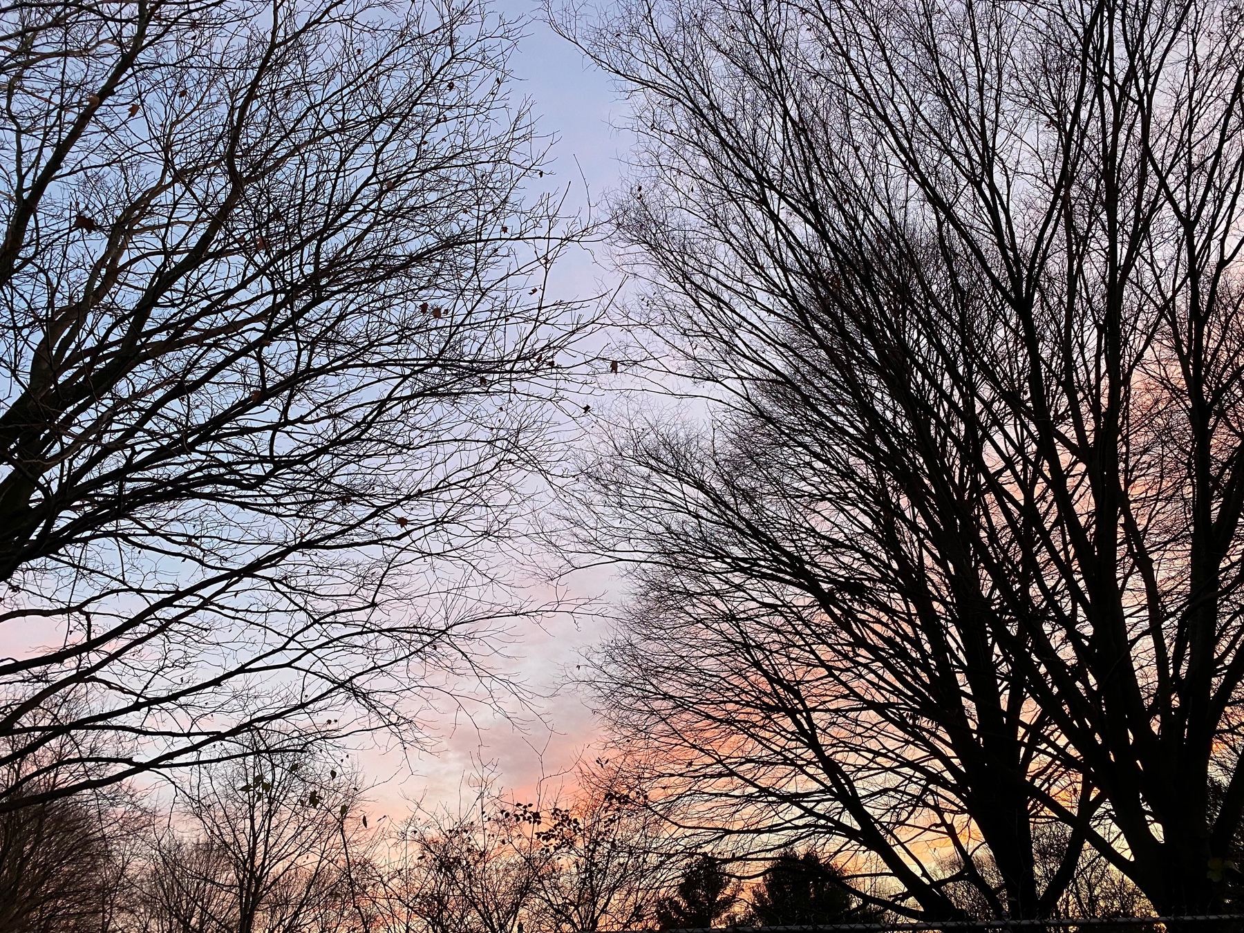 View of leafless trees silhouetted against a faint pink and blue sunset sky.