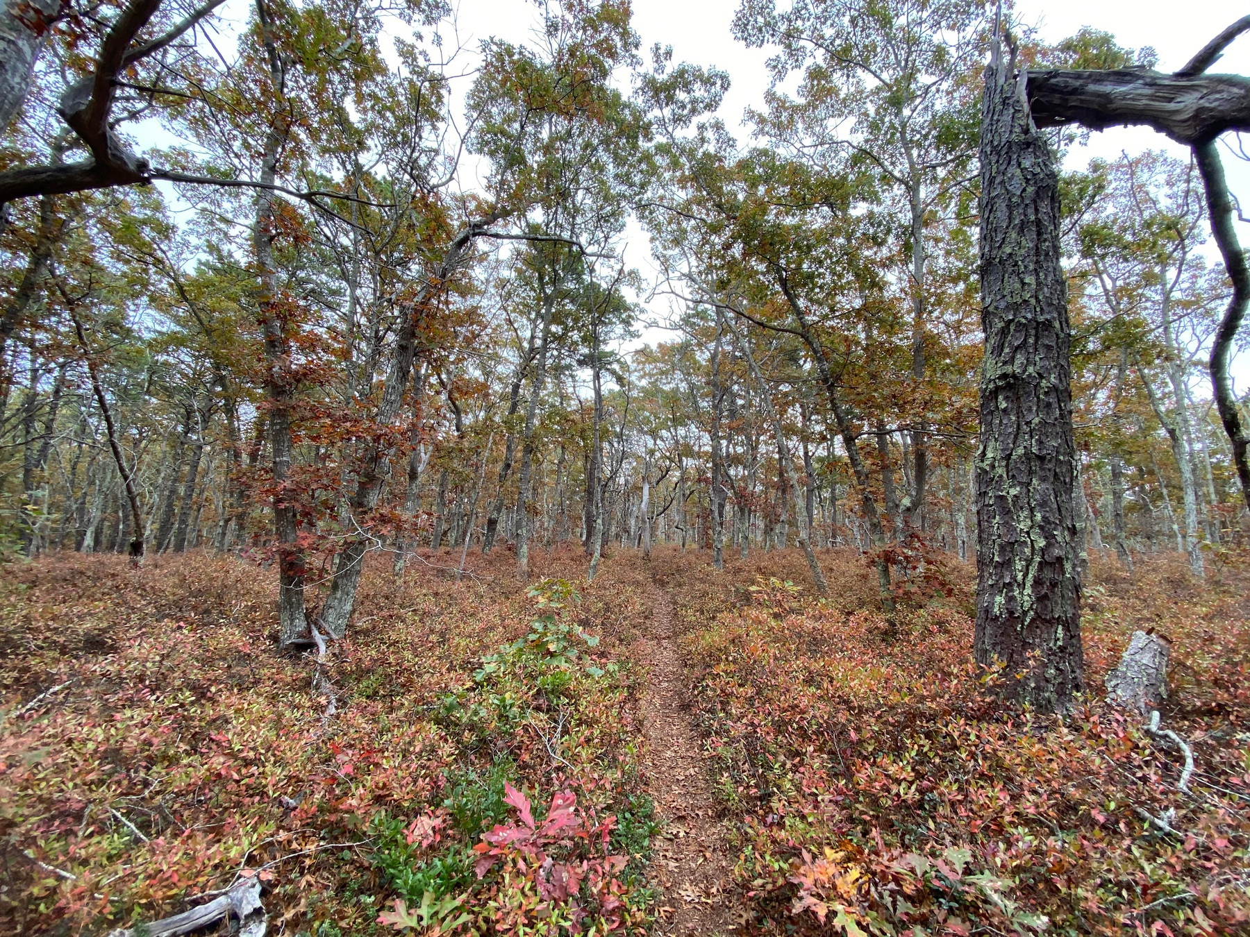 View of a narrow trail through an autumn forest.