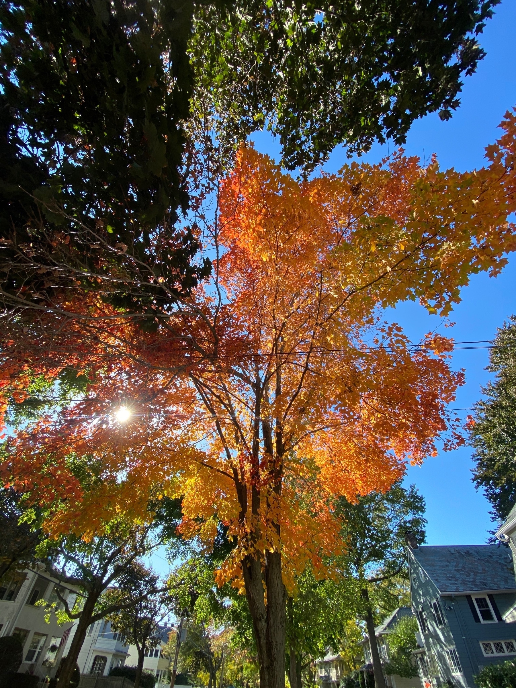 View from below of tree branches with a mix of green, red and yellow leaves, with the sun shining behind in a clear blue sky.