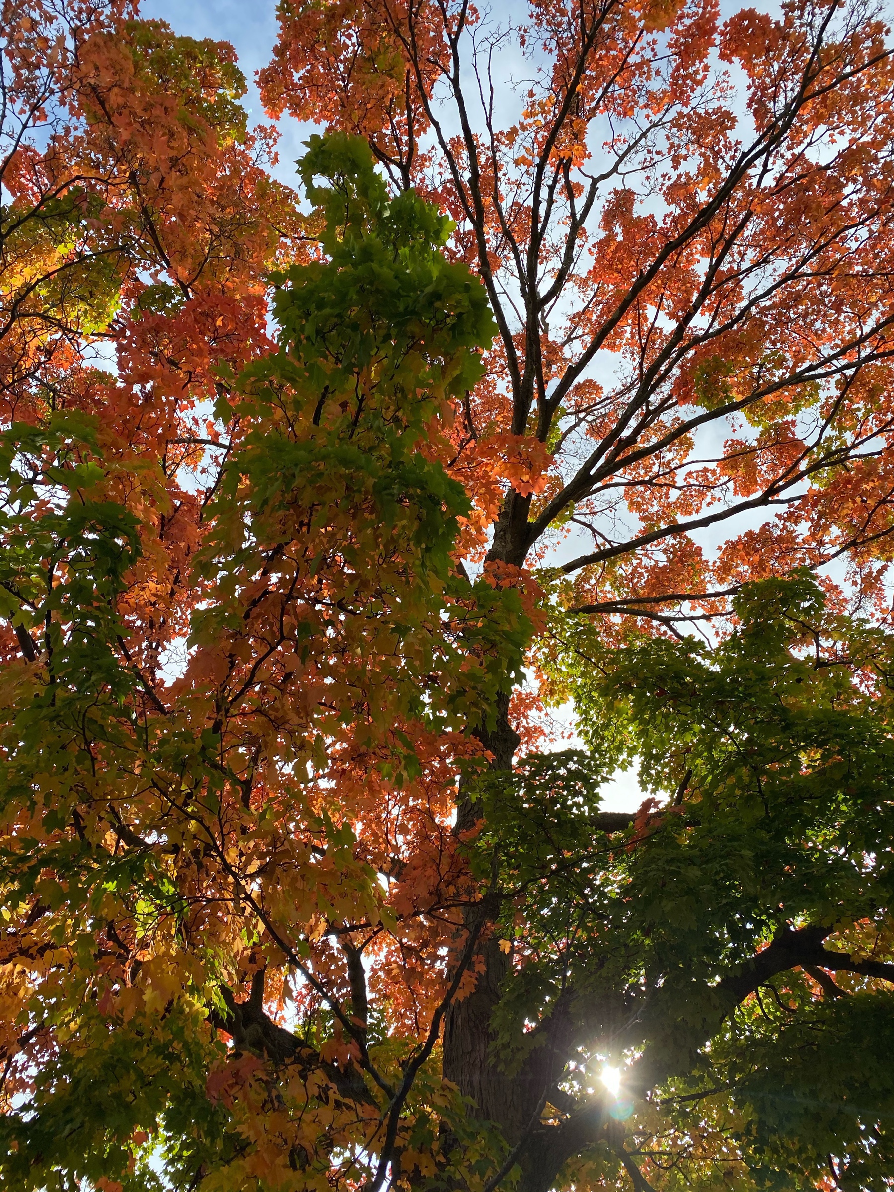 View from below of tree branches with a mix of green and red leaves, the sun shining from behind a low branch.
