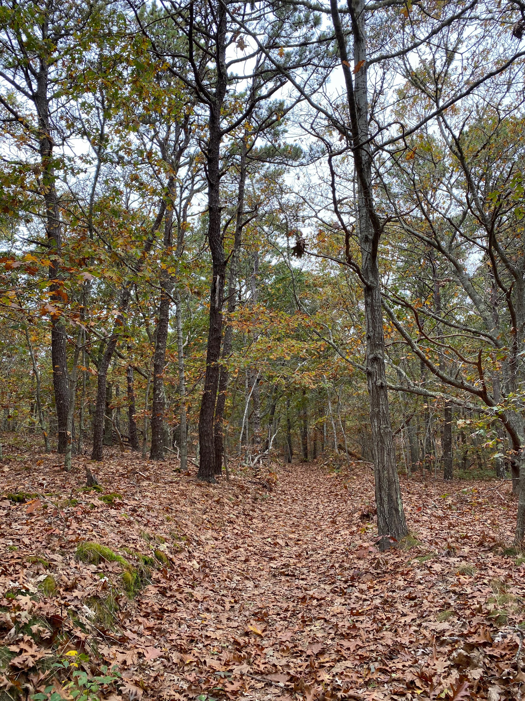 View of a forest path covered in brown leaves with trees on either side.