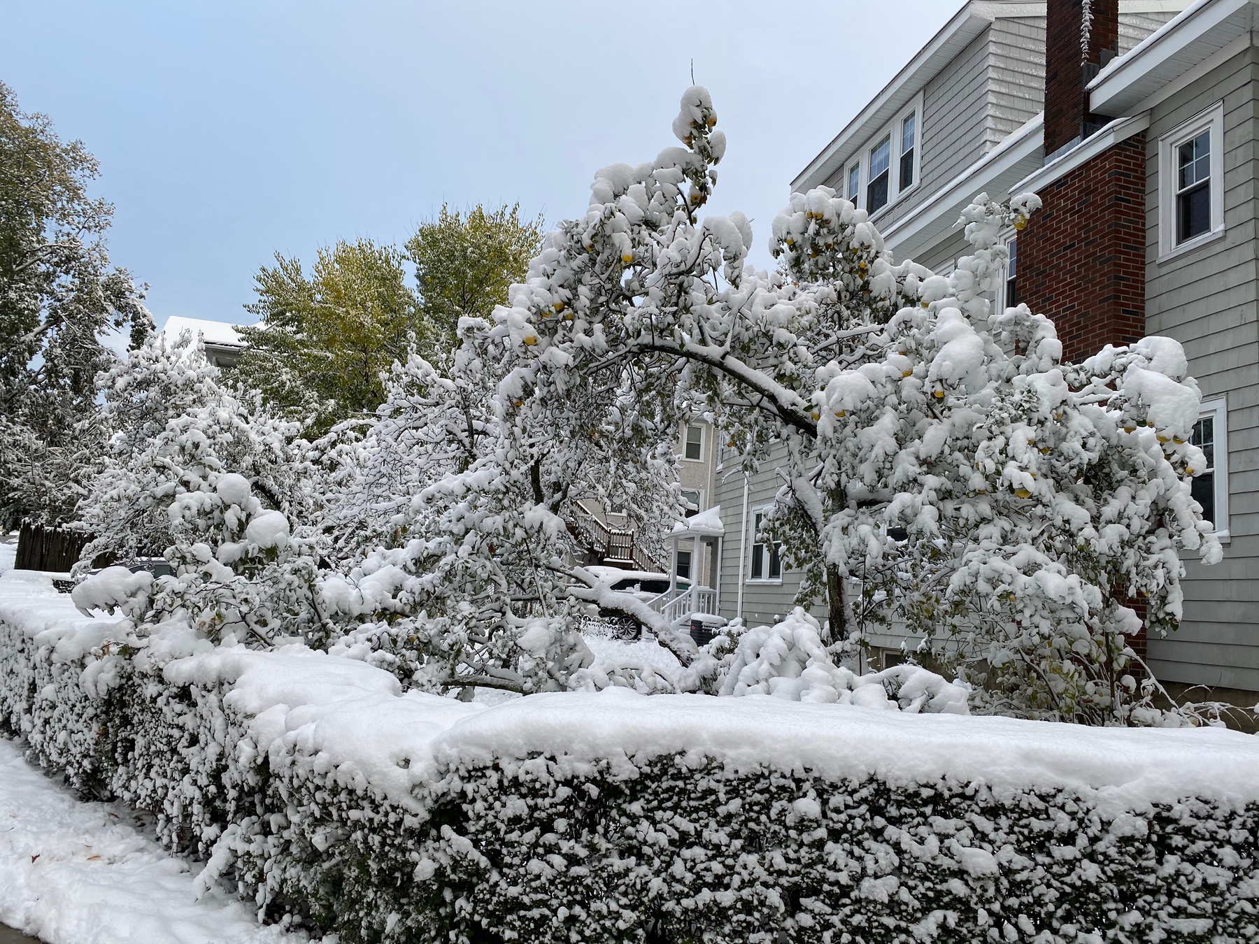 Yard of a house with a hedge and small tree covered in icy snow.