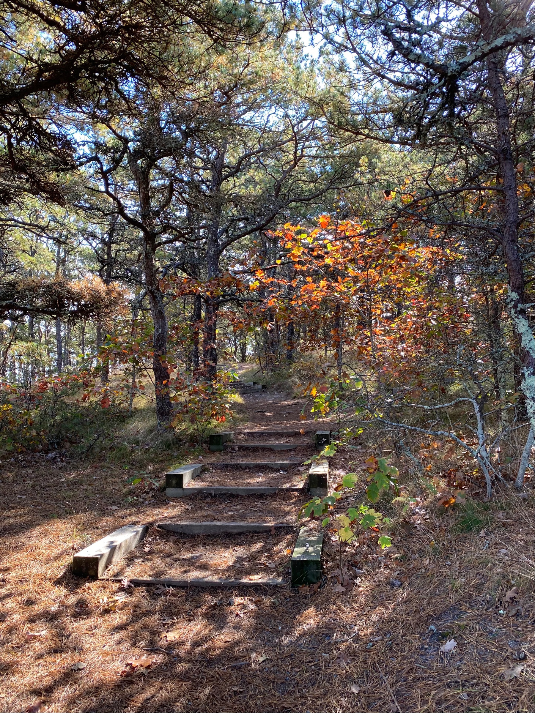 Steps leading up a small hill into a pine forest, with sunlight streaming through the branches.