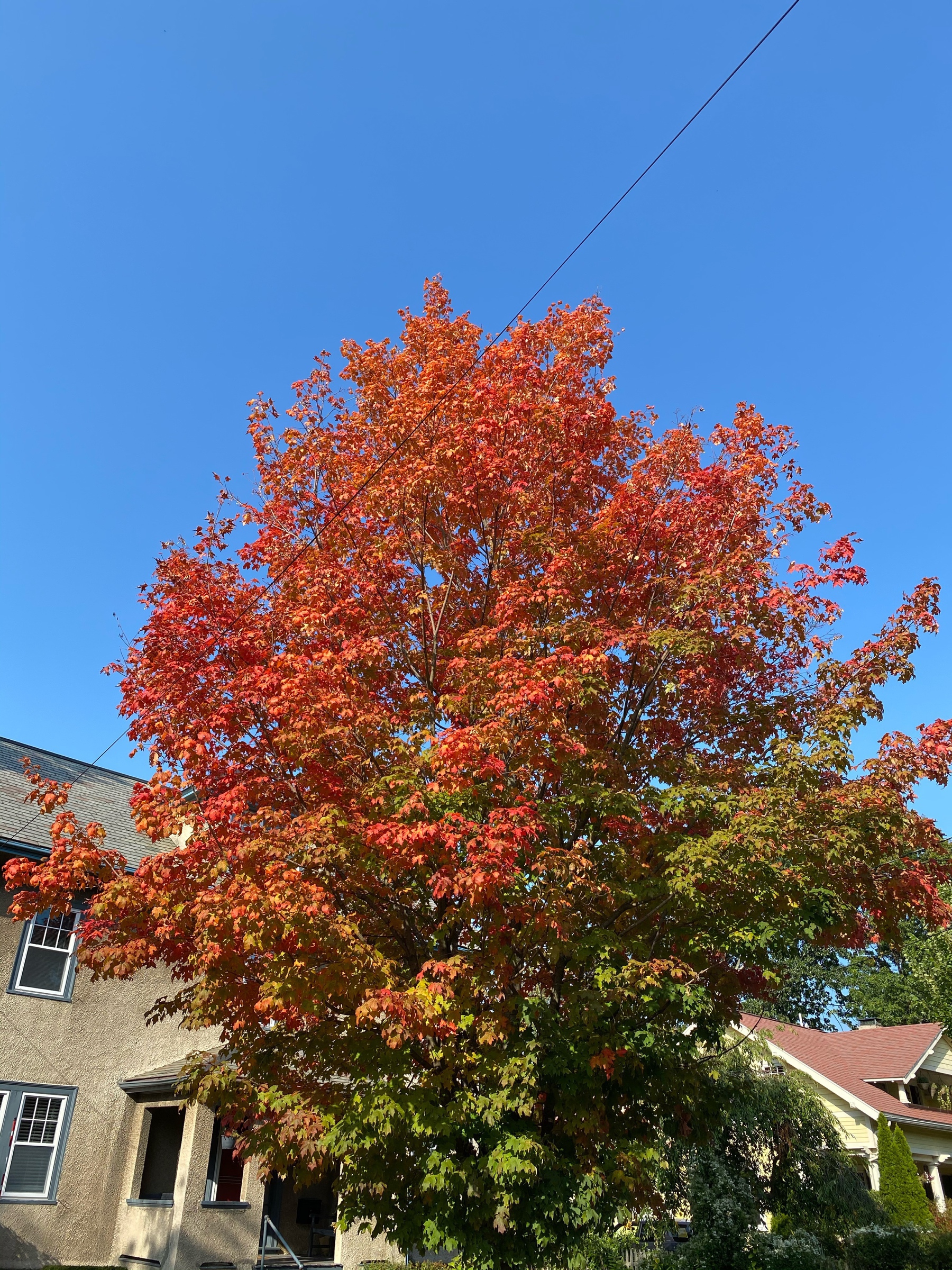 View of a tree in front of a house with bright red leaves above and faded green leaves below, a cloudless blue sky in the background.