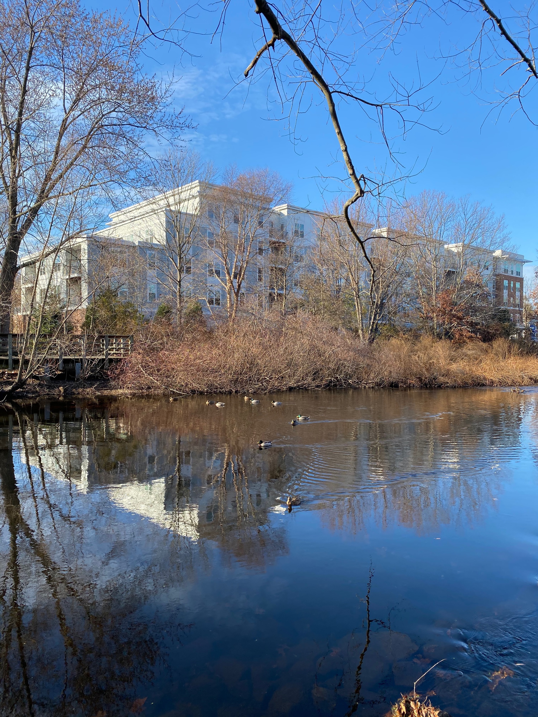 View of a large apartment building on the far bank of a river, with the building and blue sky reflected in the calm waters, and ducks.