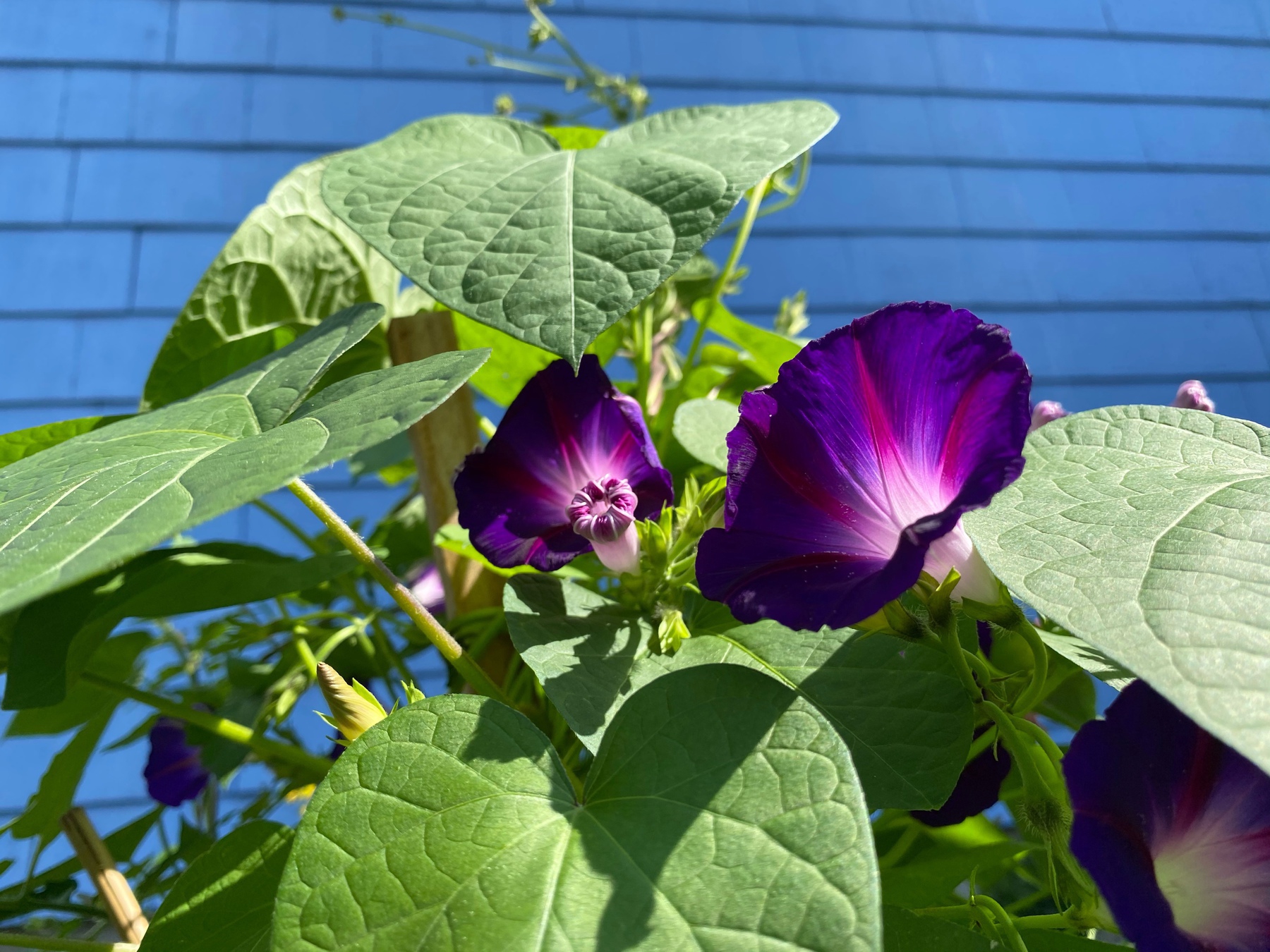 Close up of purple morning glories with a blue shingled wall behind.