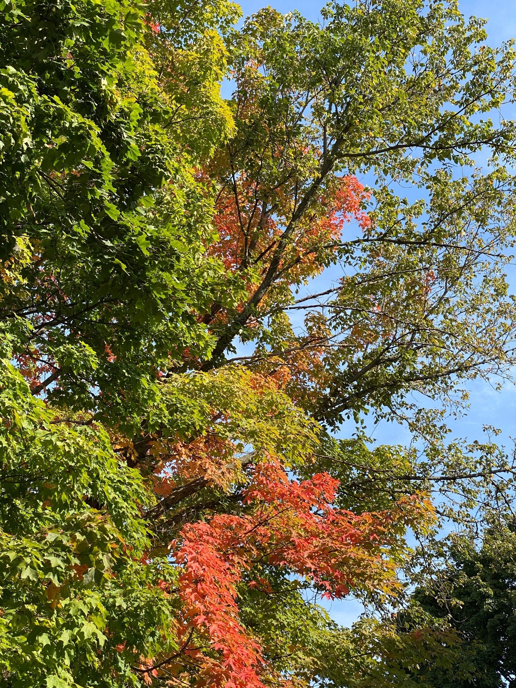 View of tree branches mostly covered in green leaves, but with a few bright red sections in the middle.