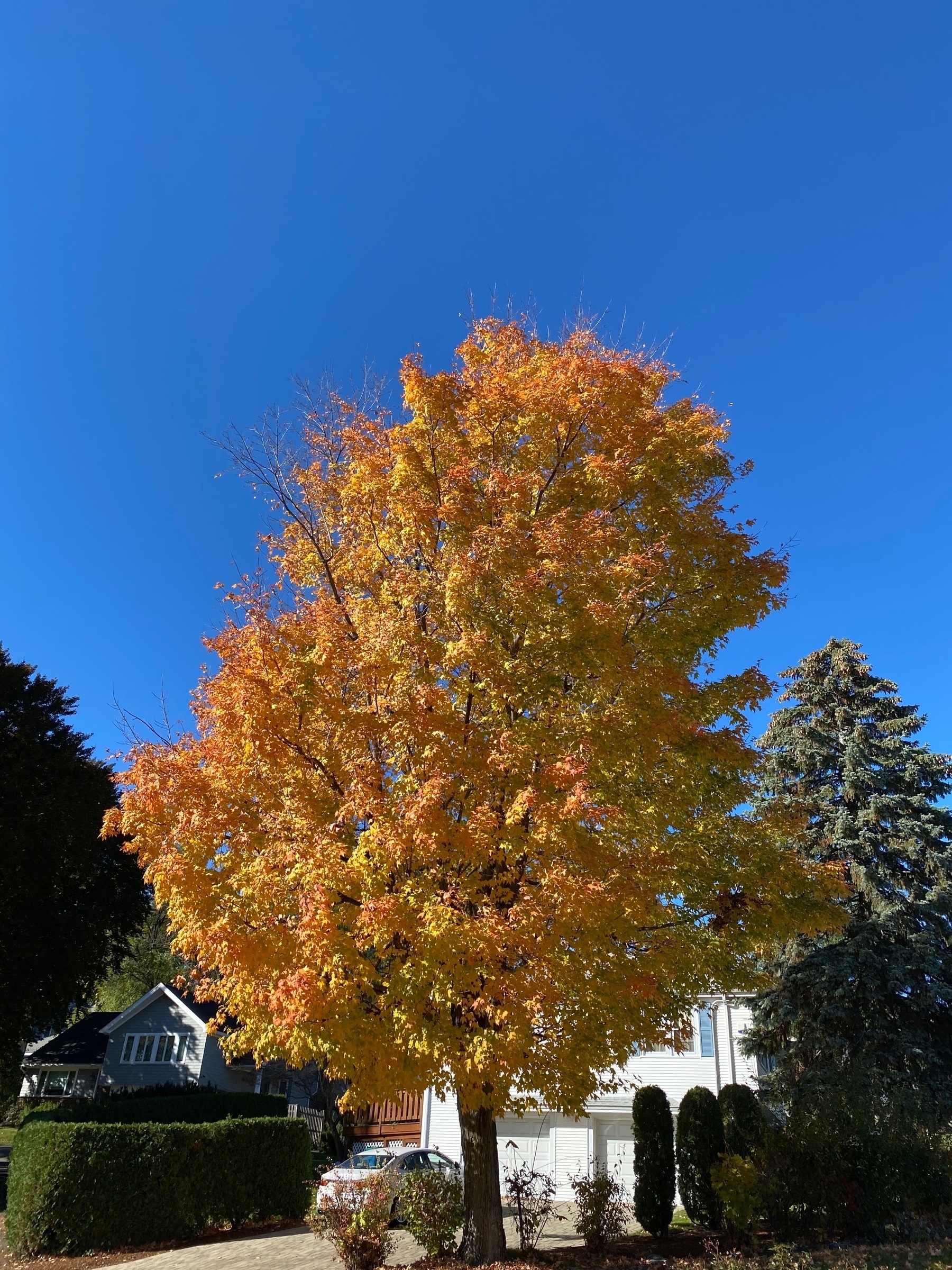 A tree with bright yellow and orange fall foliage in front of a white house, a very blue sky above.
