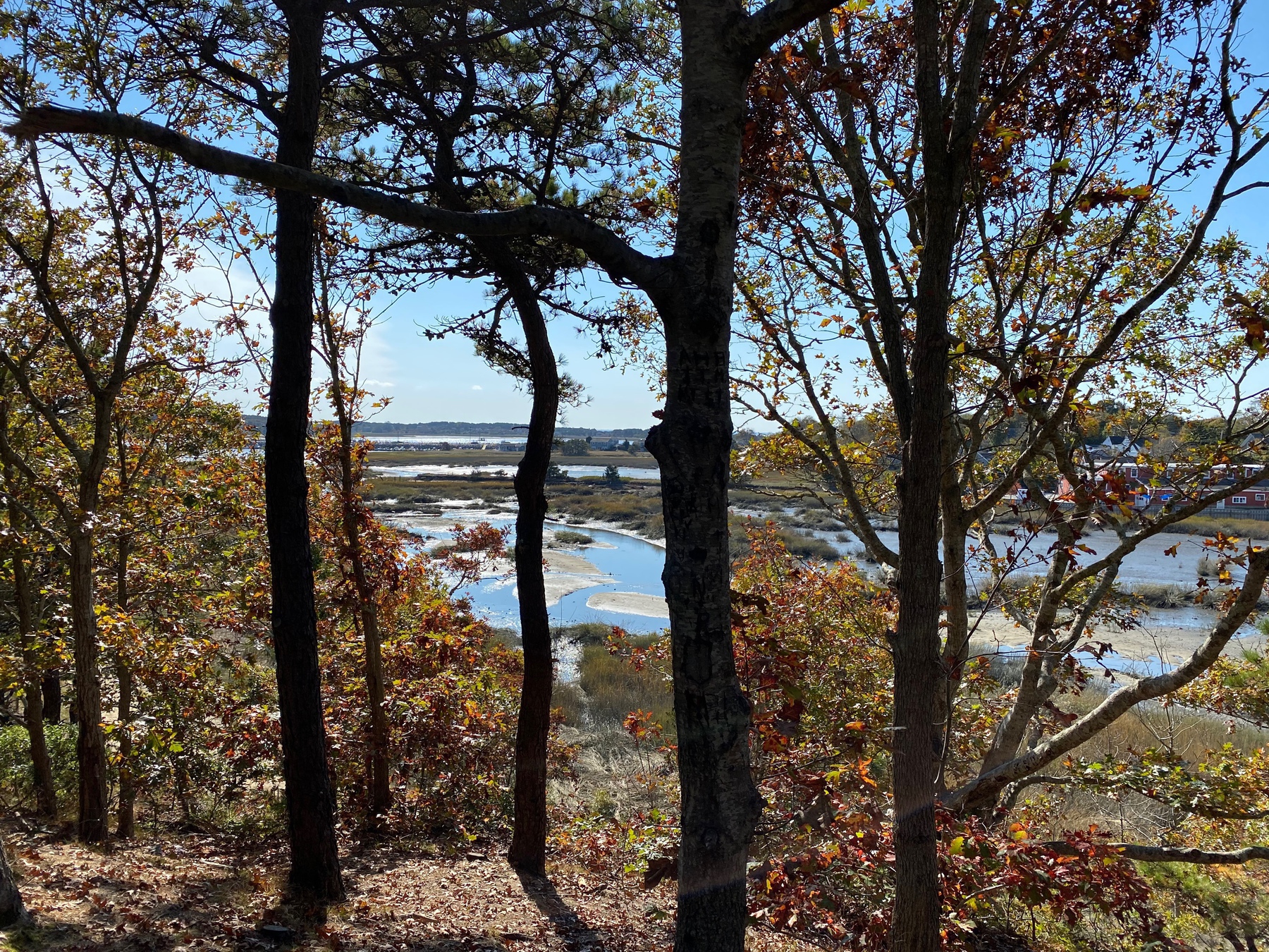 View of a tidal creek from a small hill, with tree trunks in the foreground.