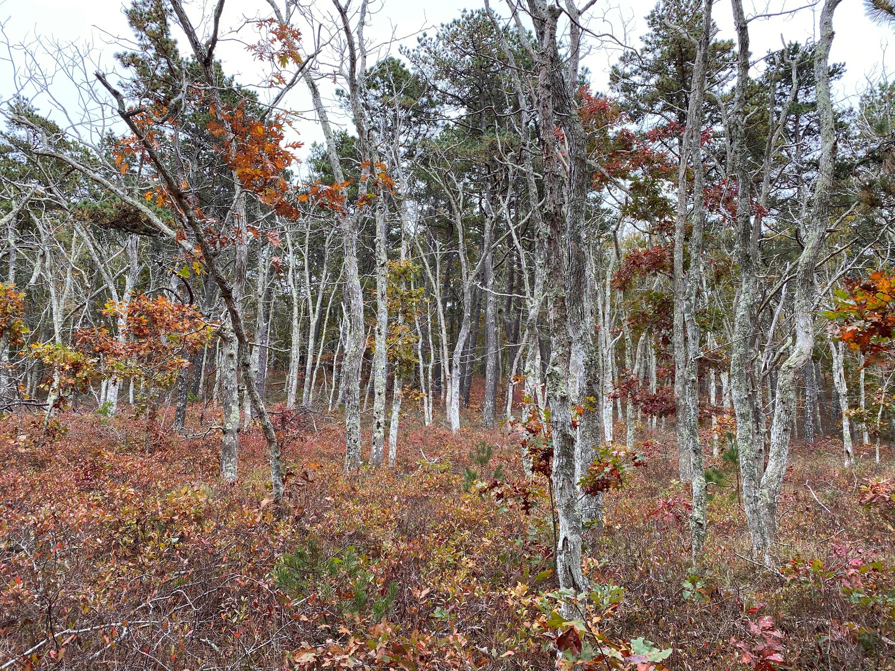 View of an autumn forest with bare branched aspen trunks in the foreground and pine trees in the background.