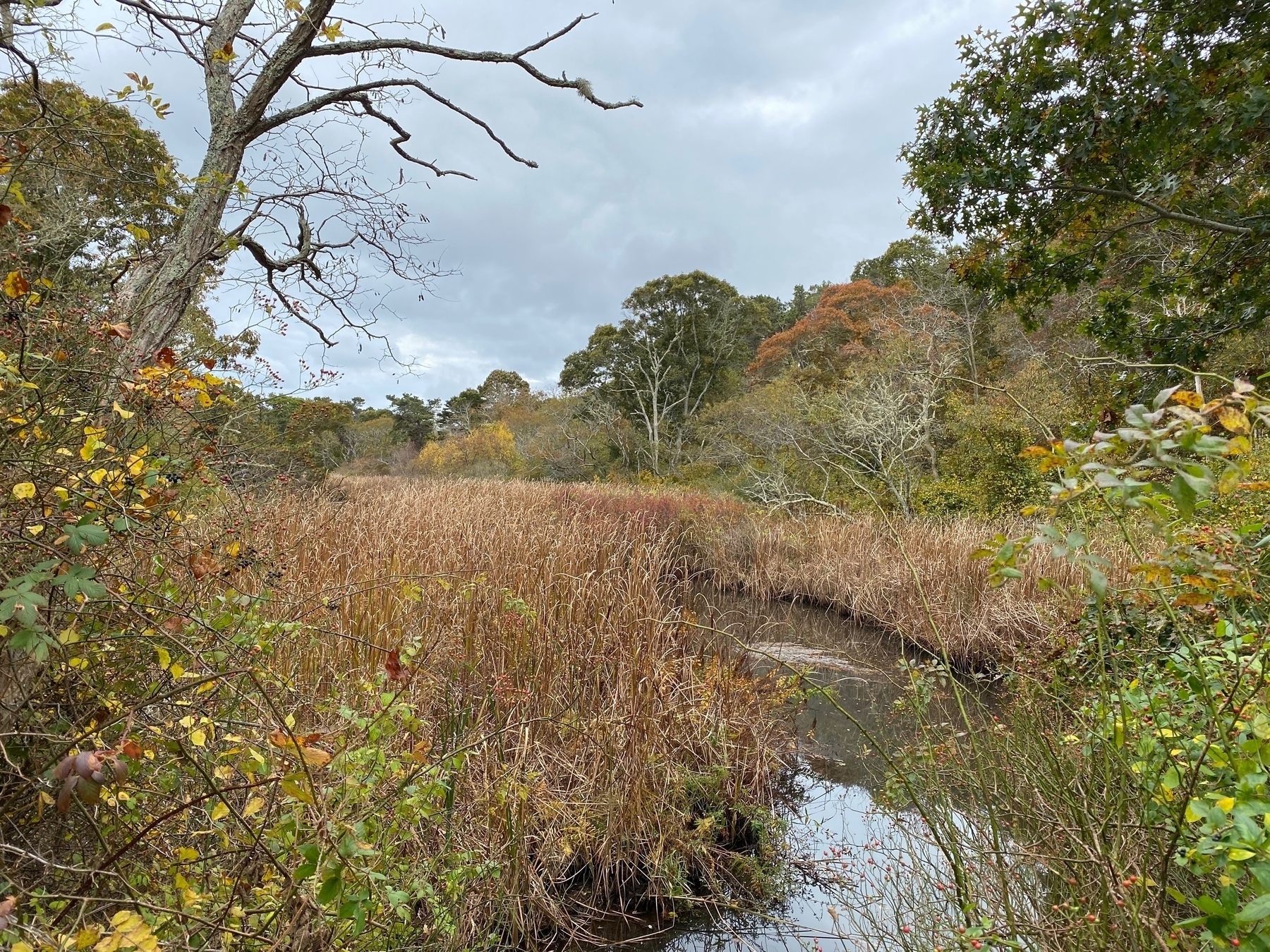 View of a salt marsh with a stream though the reeds, trees set back from the bank, and a gray cloudy sky above.