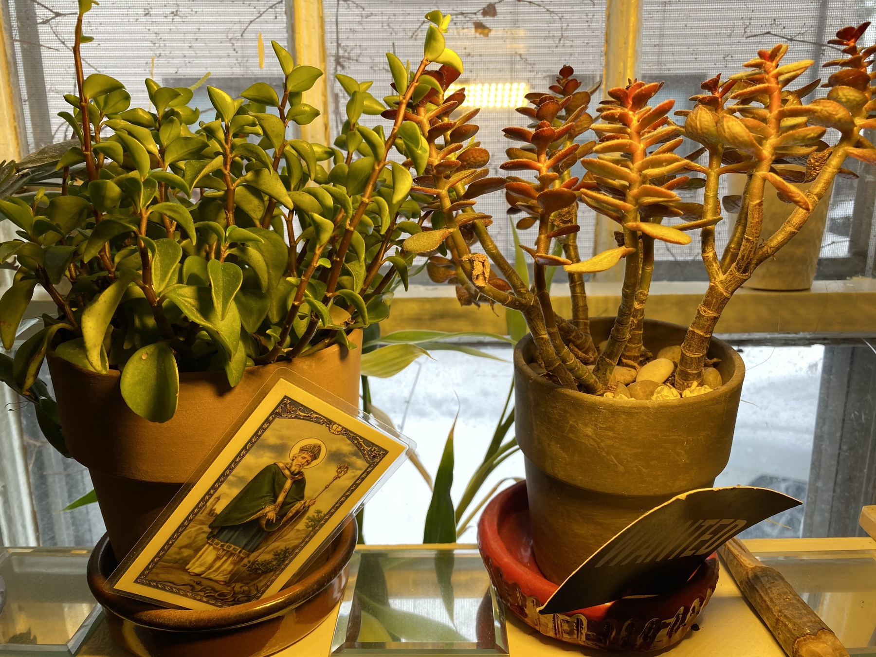 Close of of small house plants on a window sill.