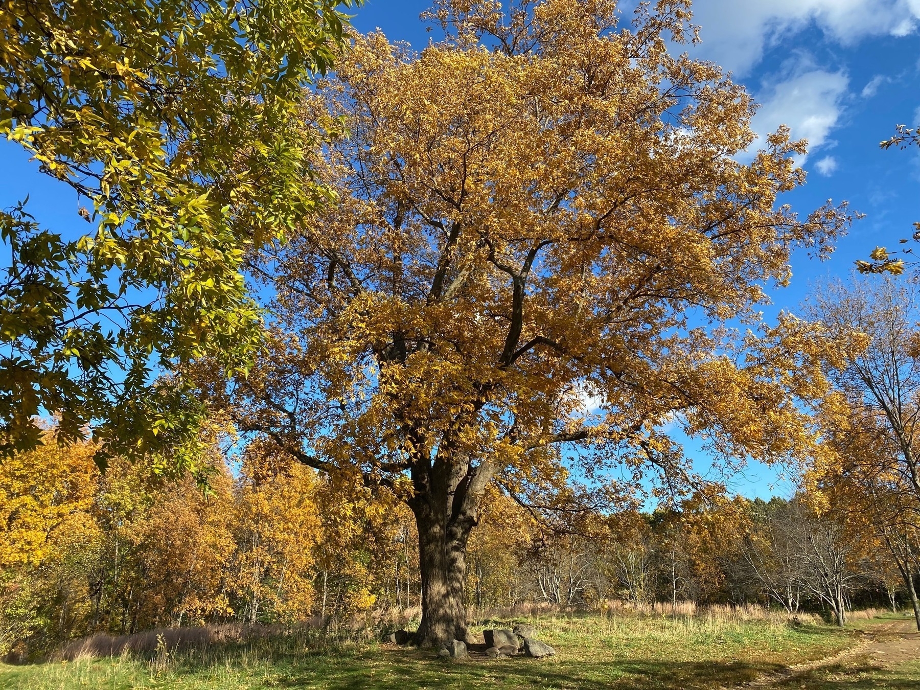 Large tree at the edge of a field with yellow fall foliage.