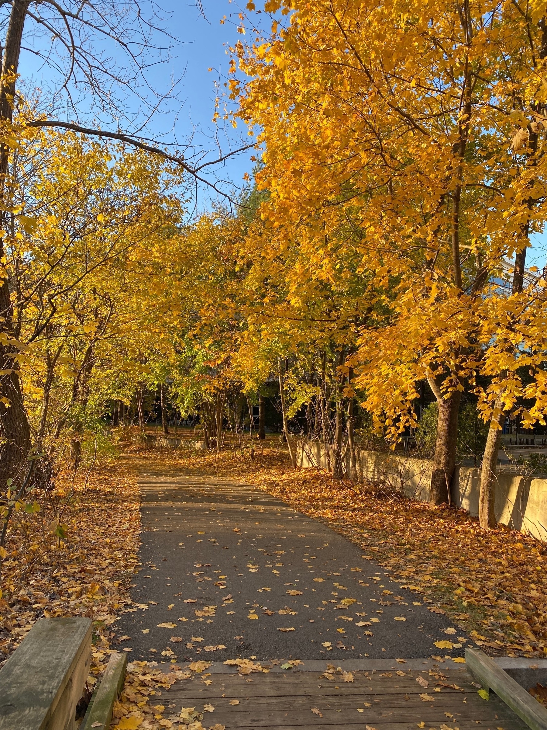 View of a paved path in the late afternoon, with bright yellow fall foliage on the trees to either side.