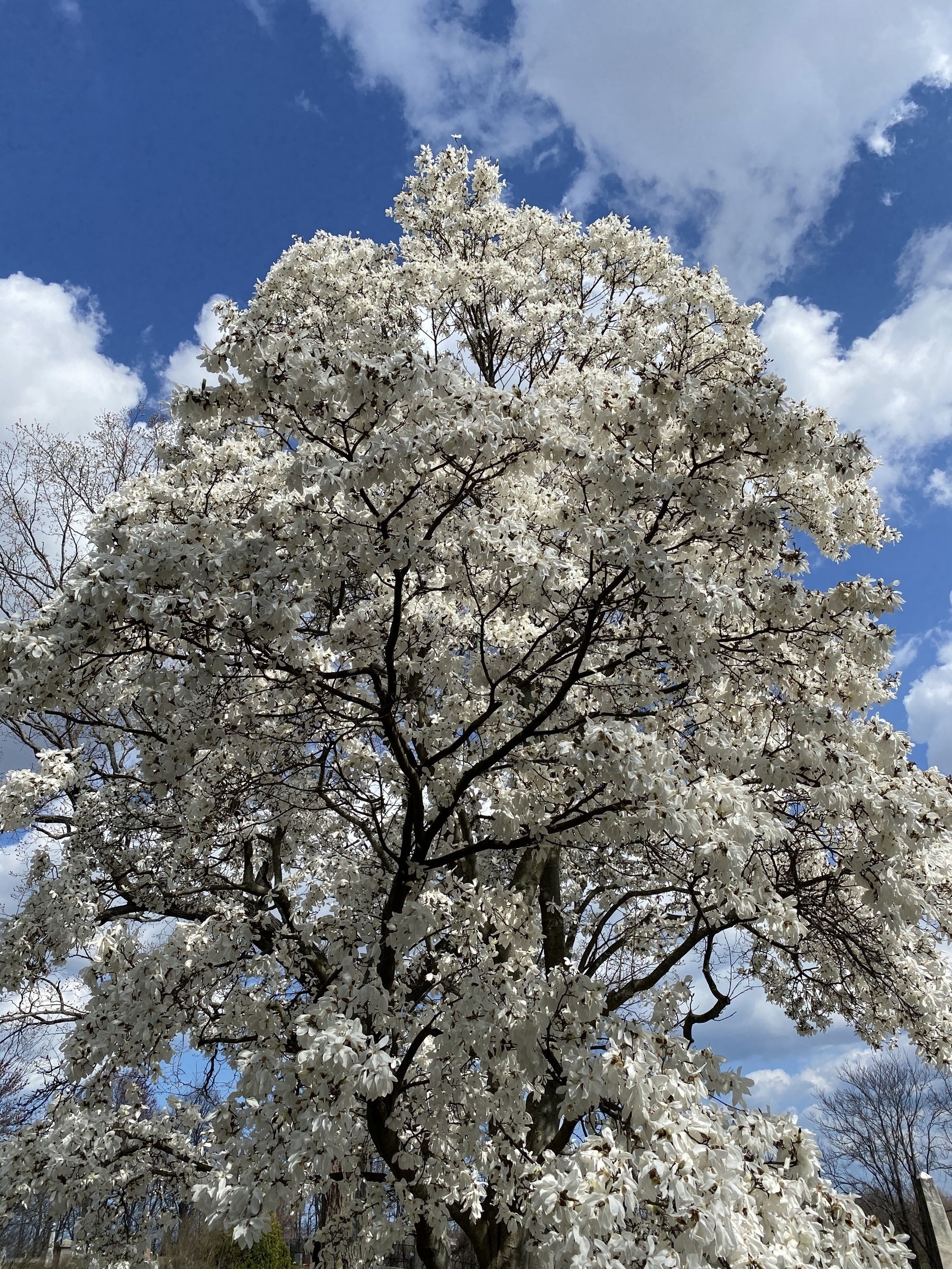 Tree covered in white flowers.