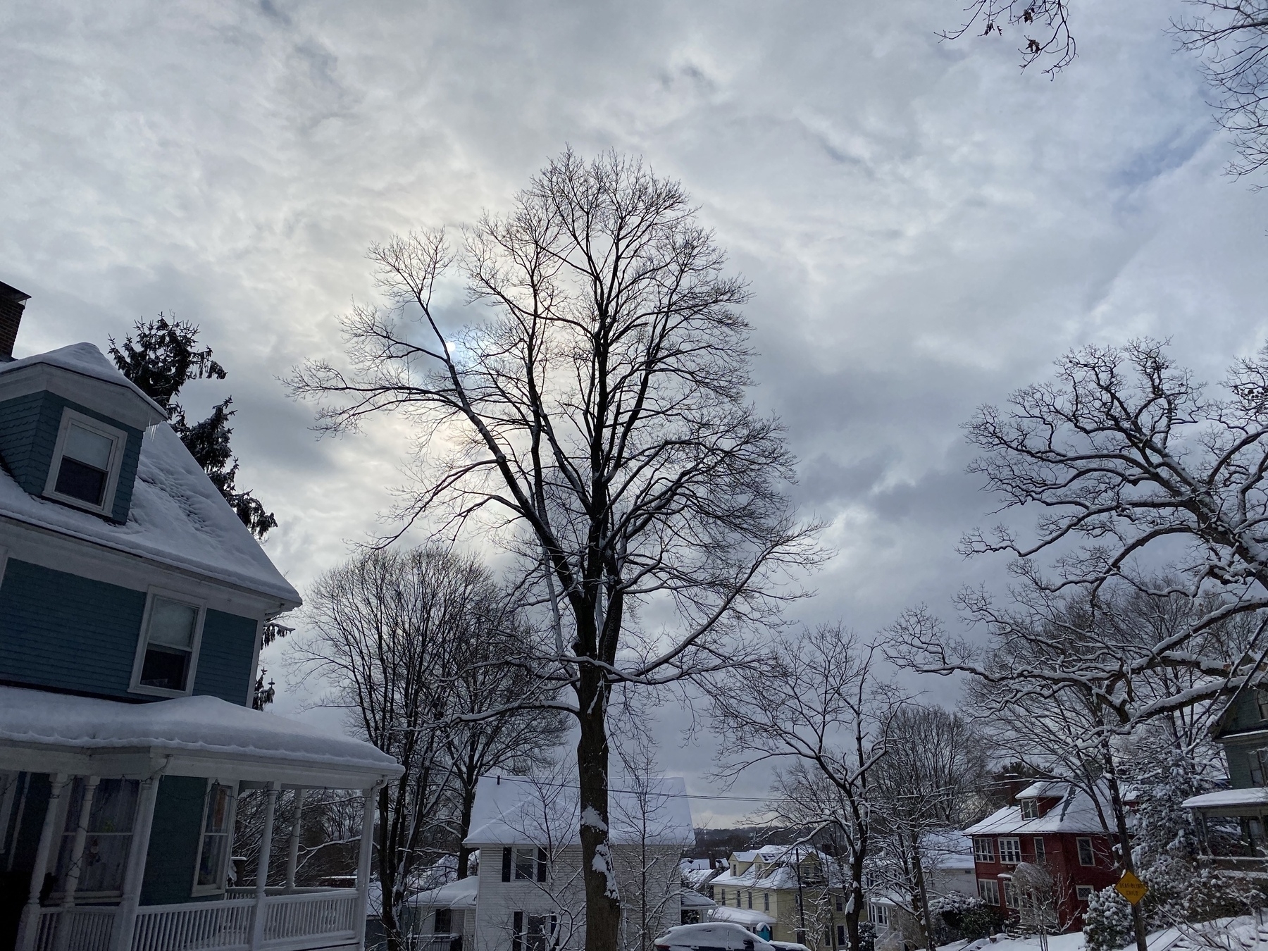 Late afternoon view of a bare branched tree against thin clouds with the sun behind the clouds and snow covering the roofs of the surrounding houses.