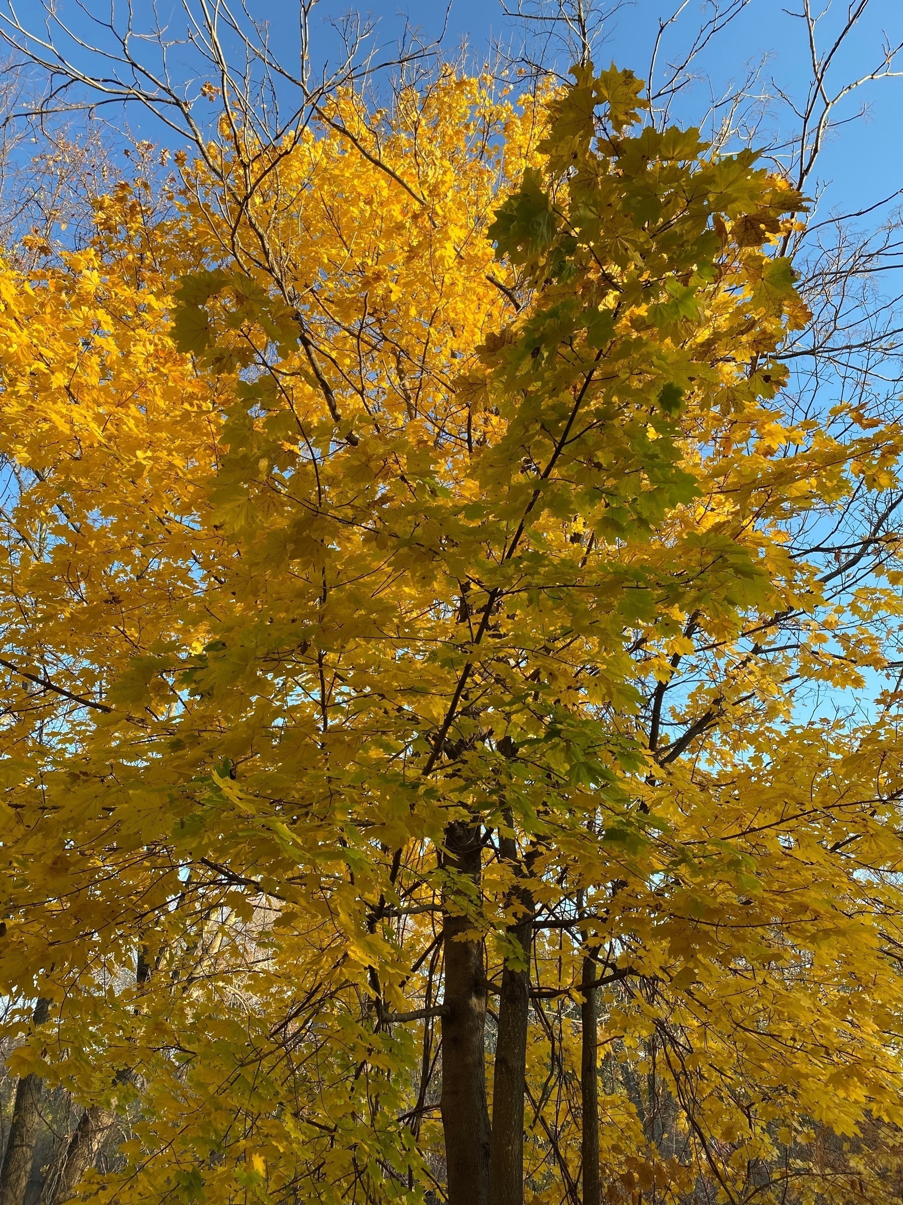 View of a tree with bright yellow fall foliage.