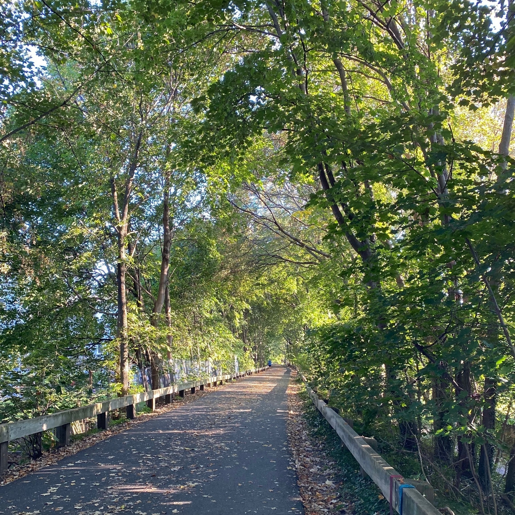 Afternoon view down an empty bike path with rails on either side and lined with green trees.