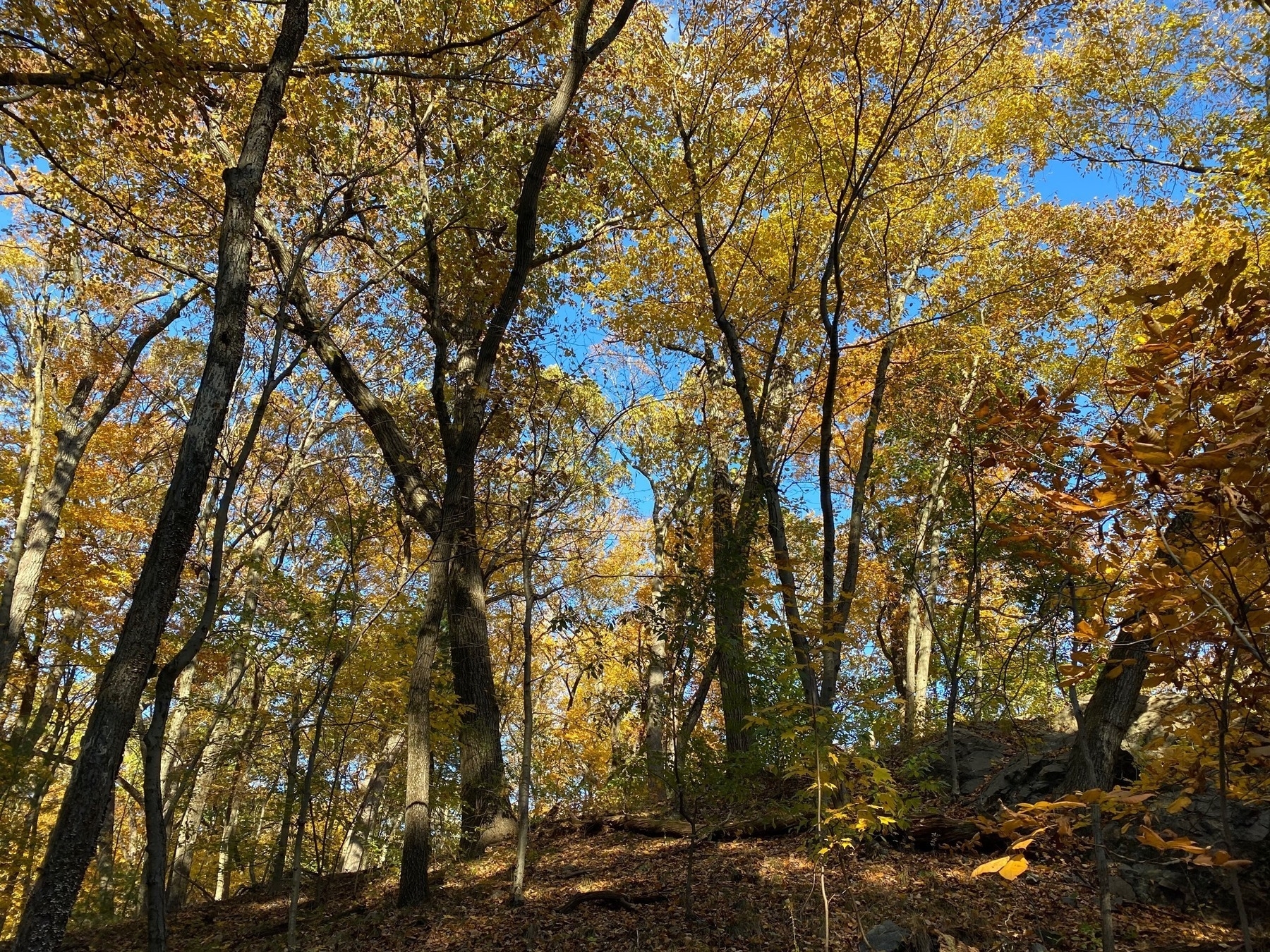View of a hillside covered in trees with yellow fall foliage.