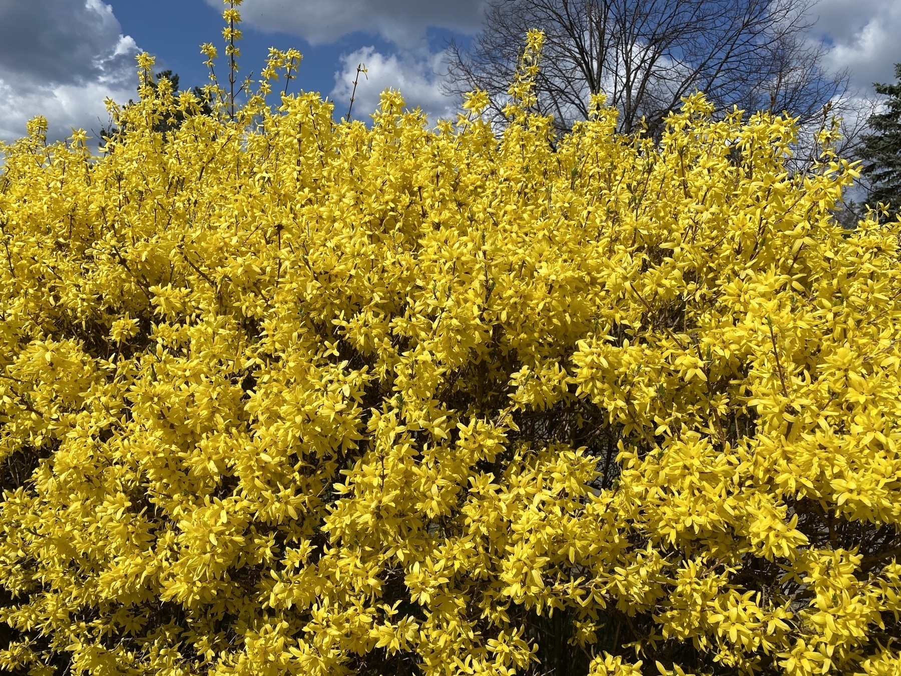 Tree covered in bright yellow flowers.