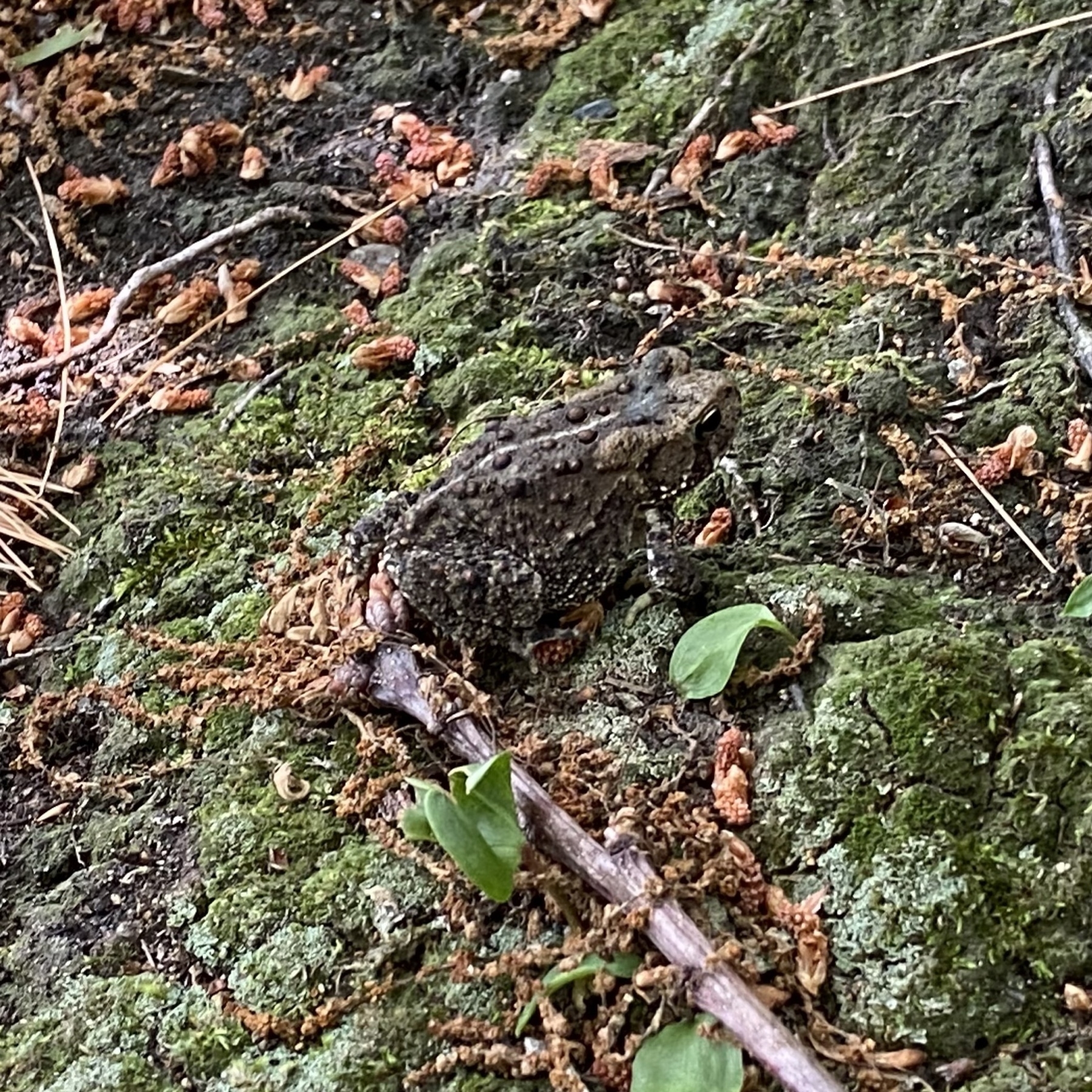 Close up view of a small toad sitting on the mossy forest floor.