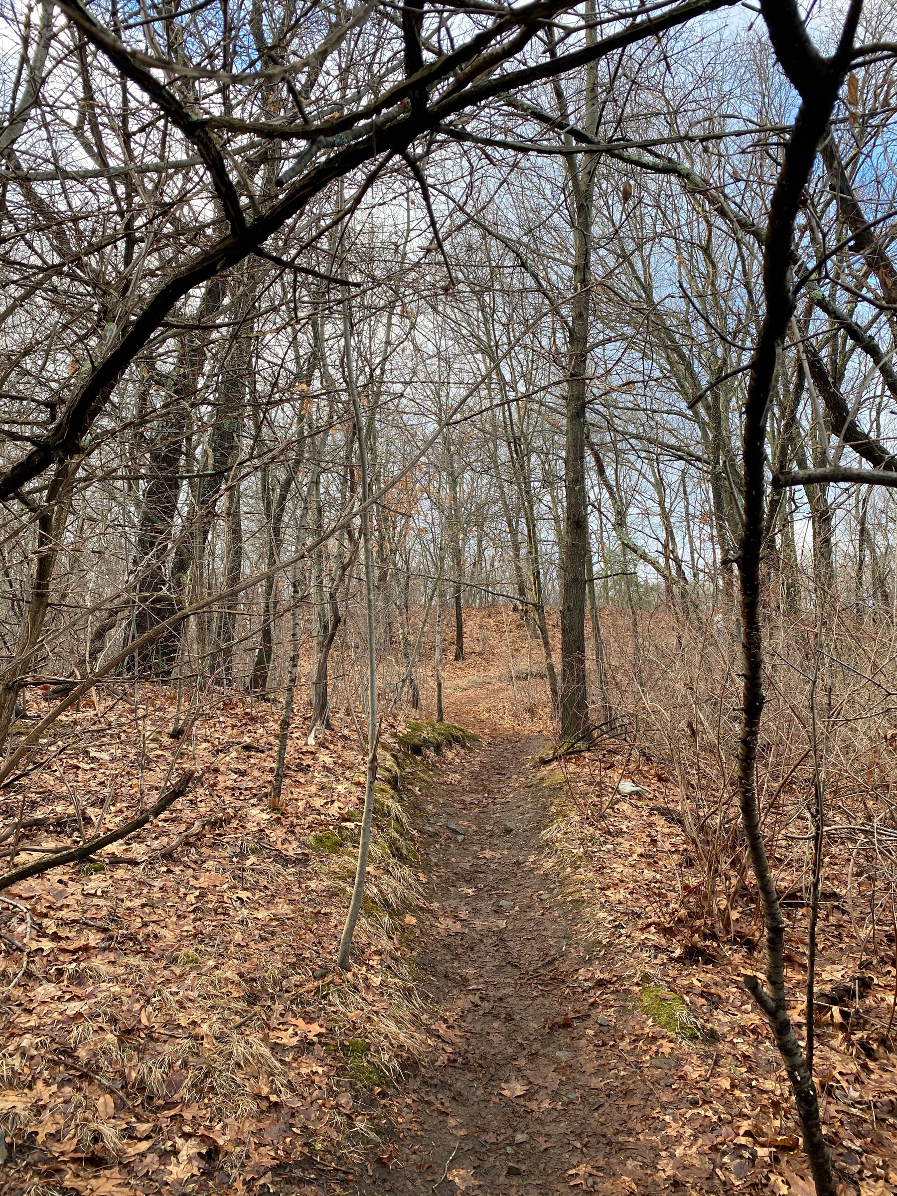 View of a path surrounded by leafless tree trunks and brown leaves littering the ground.