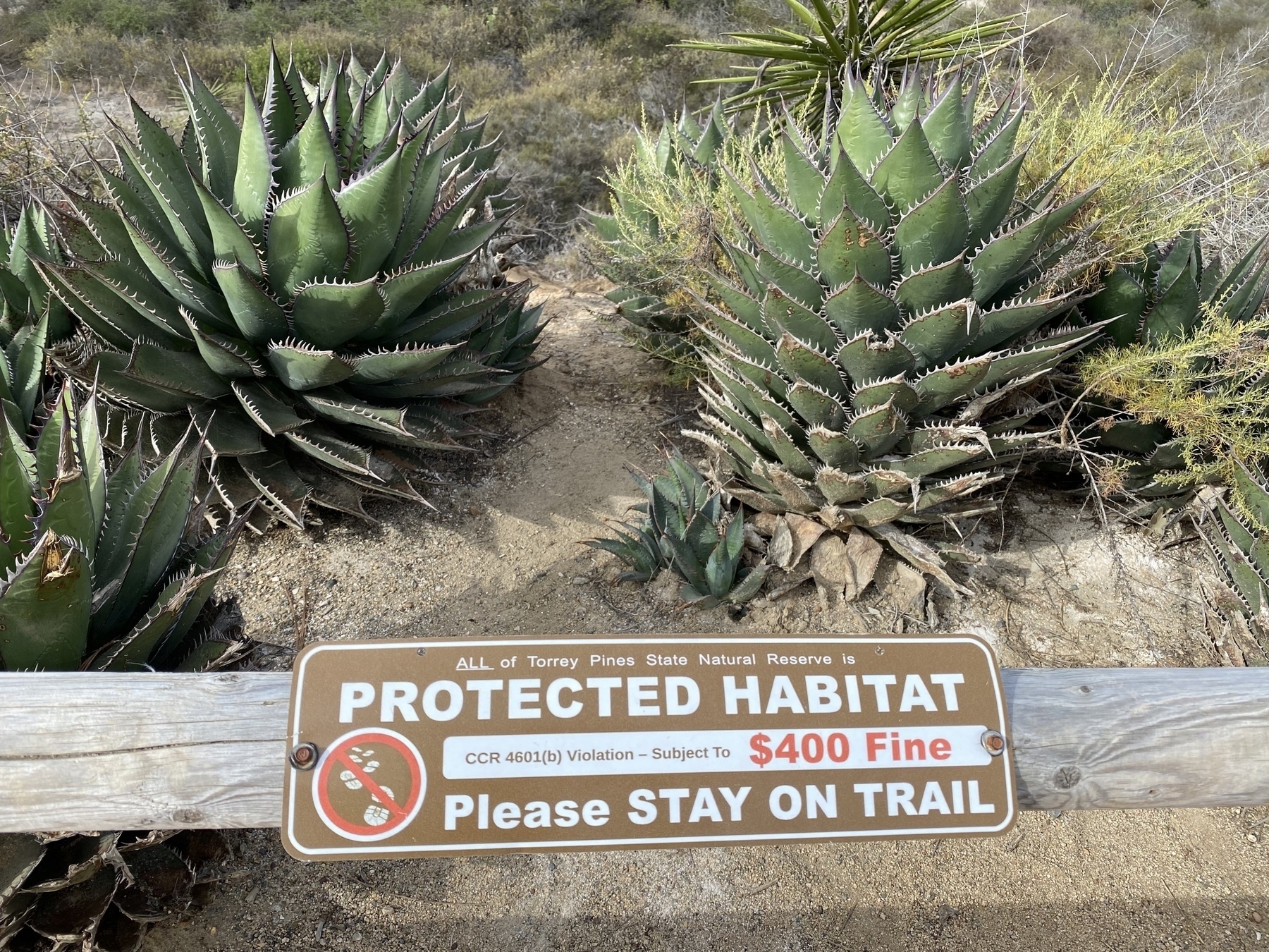 Two large succulents with a protected habitat sign in the foreground.