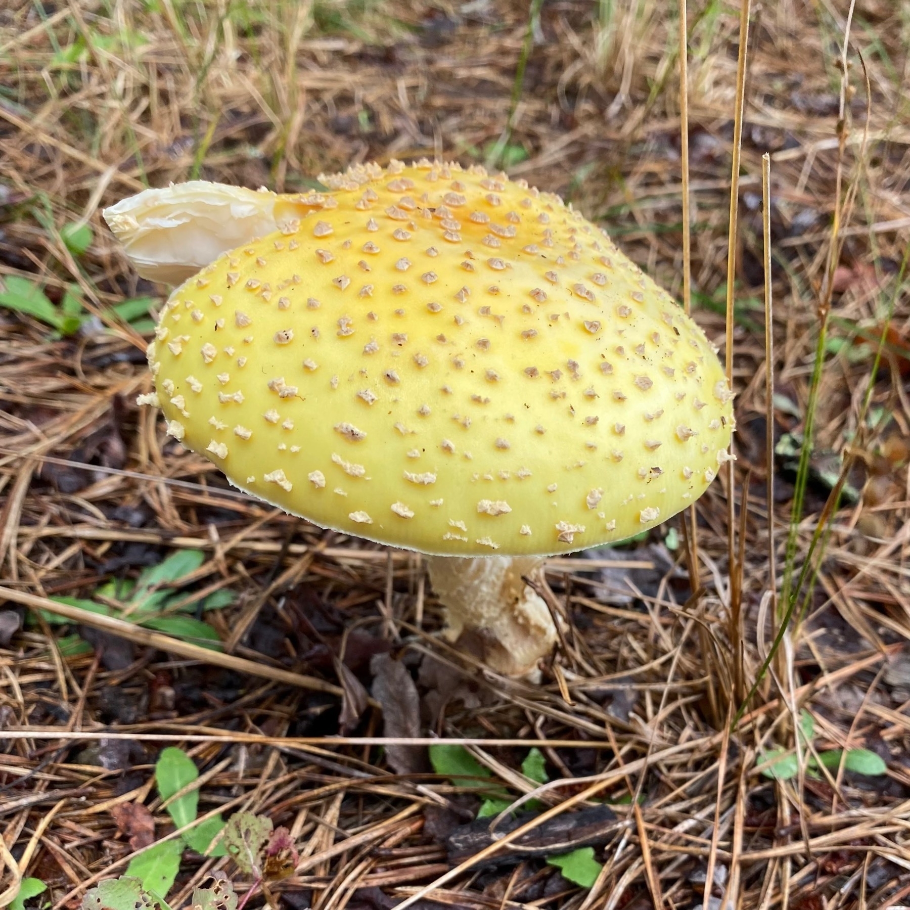 Bright yellow mushroom covered in brown spots growing through pine needles on the forest floor.