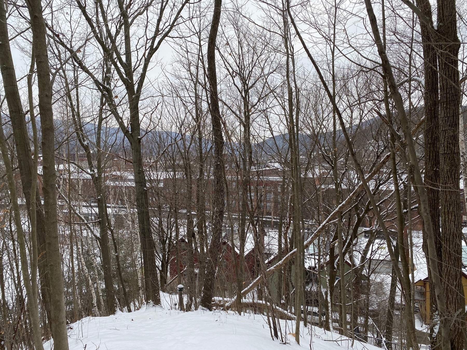 View of large buildings behind a screen of leafless tress, with snow on the ground and a gray sky above.